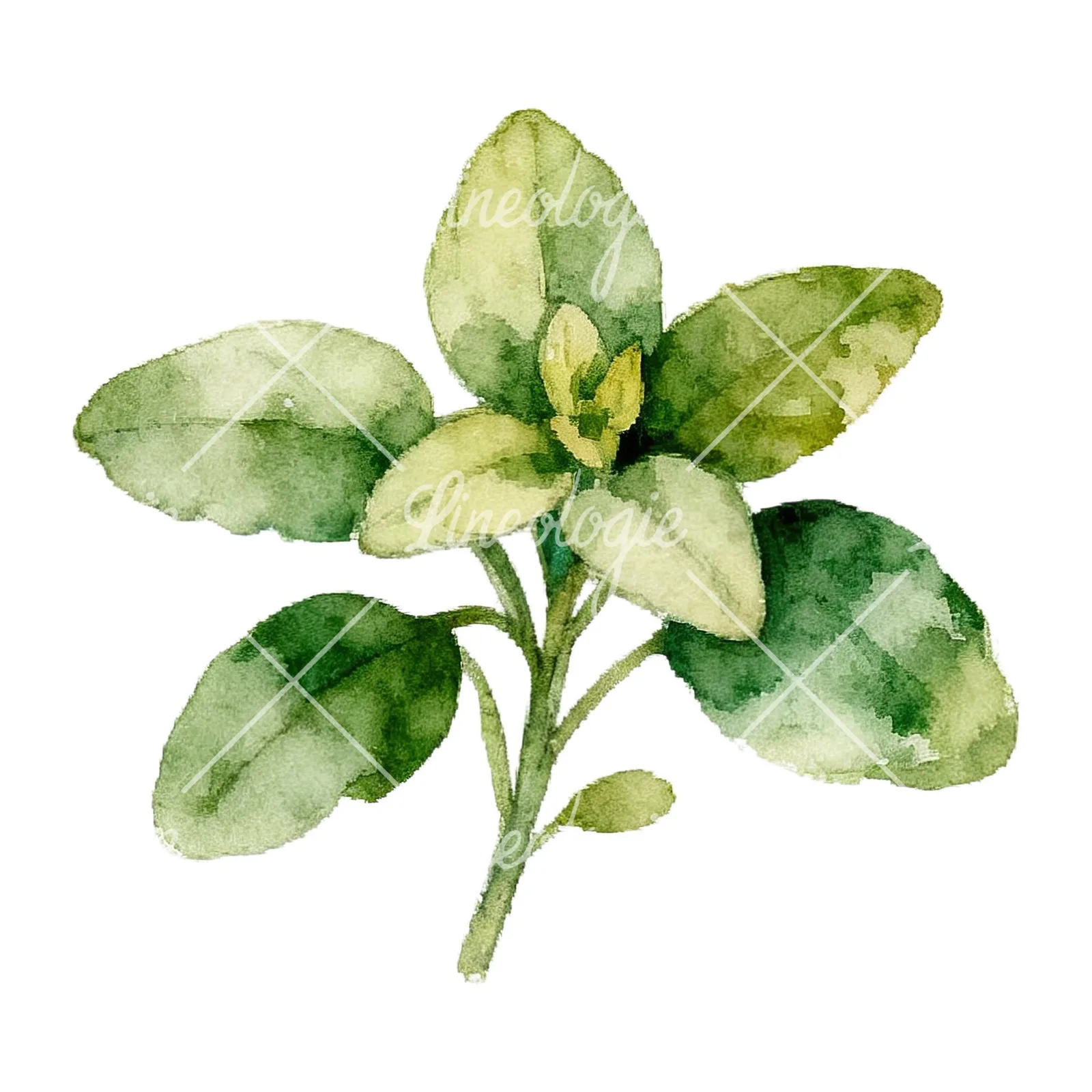 Watercolor herb sprig and cluster clipart 9 of 12 on a white background (JPG)