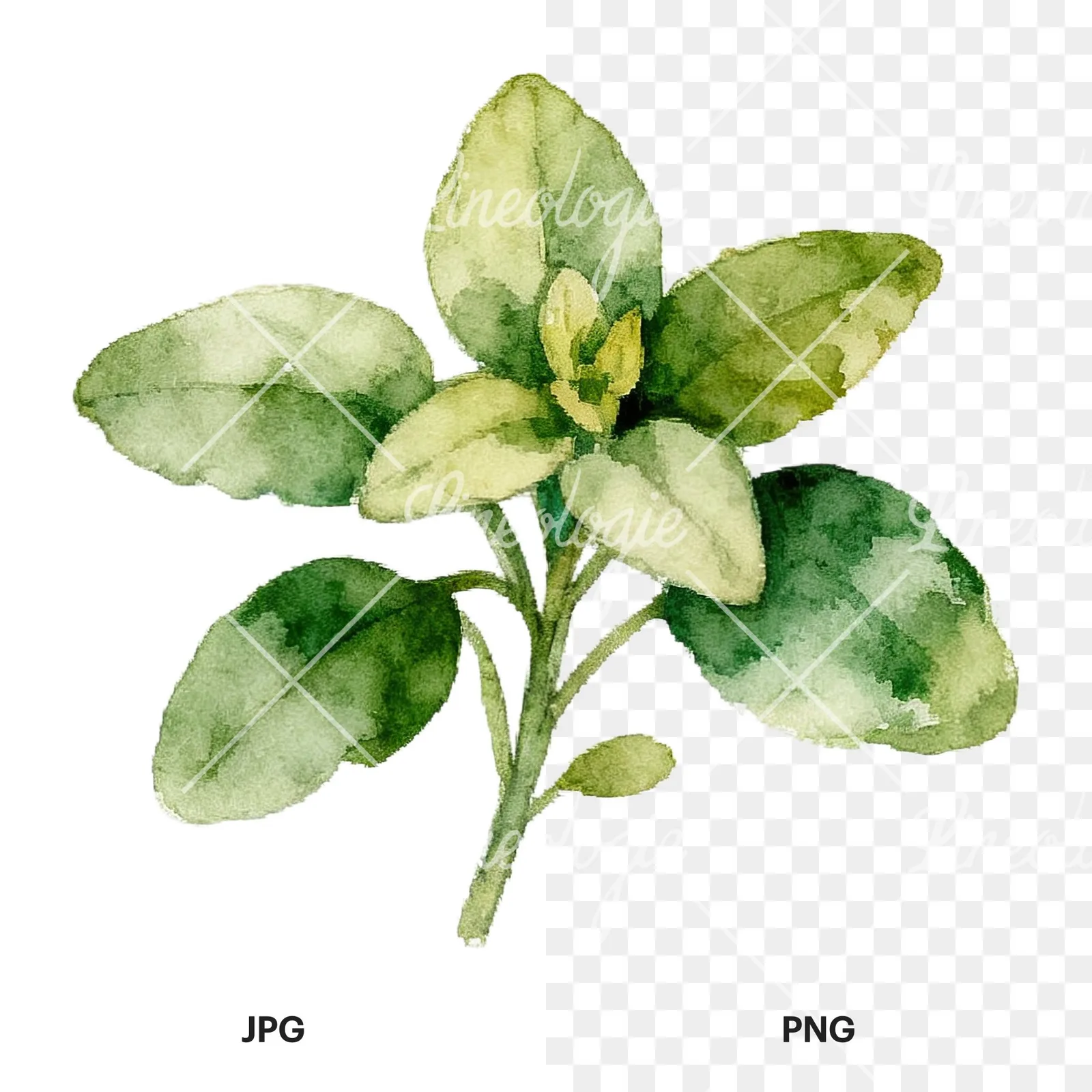 Watercolor herb sprig and cluster clipart 9 of 12, as a JPG on white and a transparent PNG