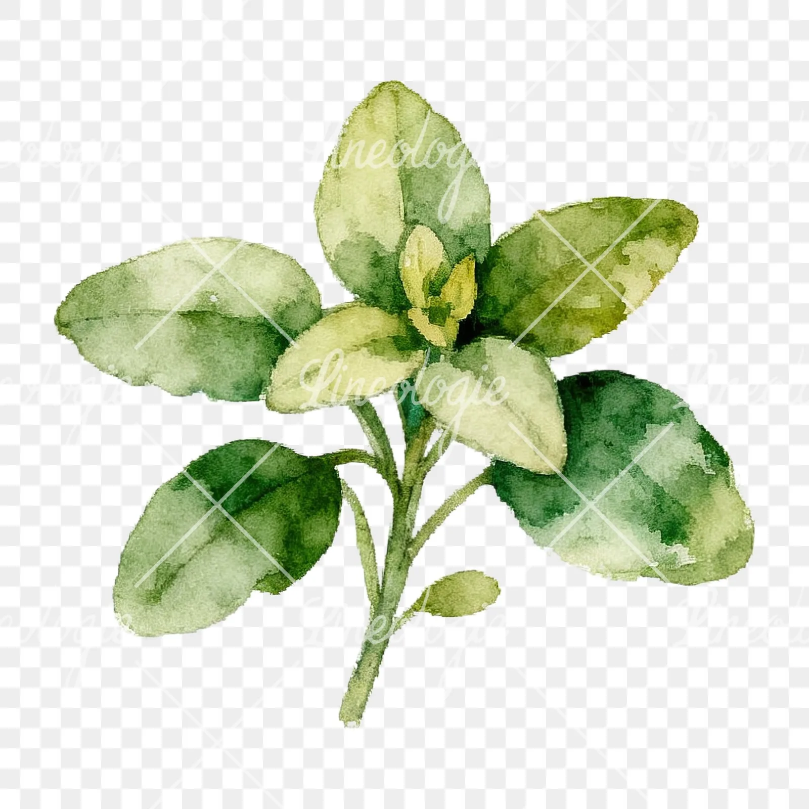 Watercolor herb sprig and cluster clipart 9 of 12 on a transparent background (PNG)