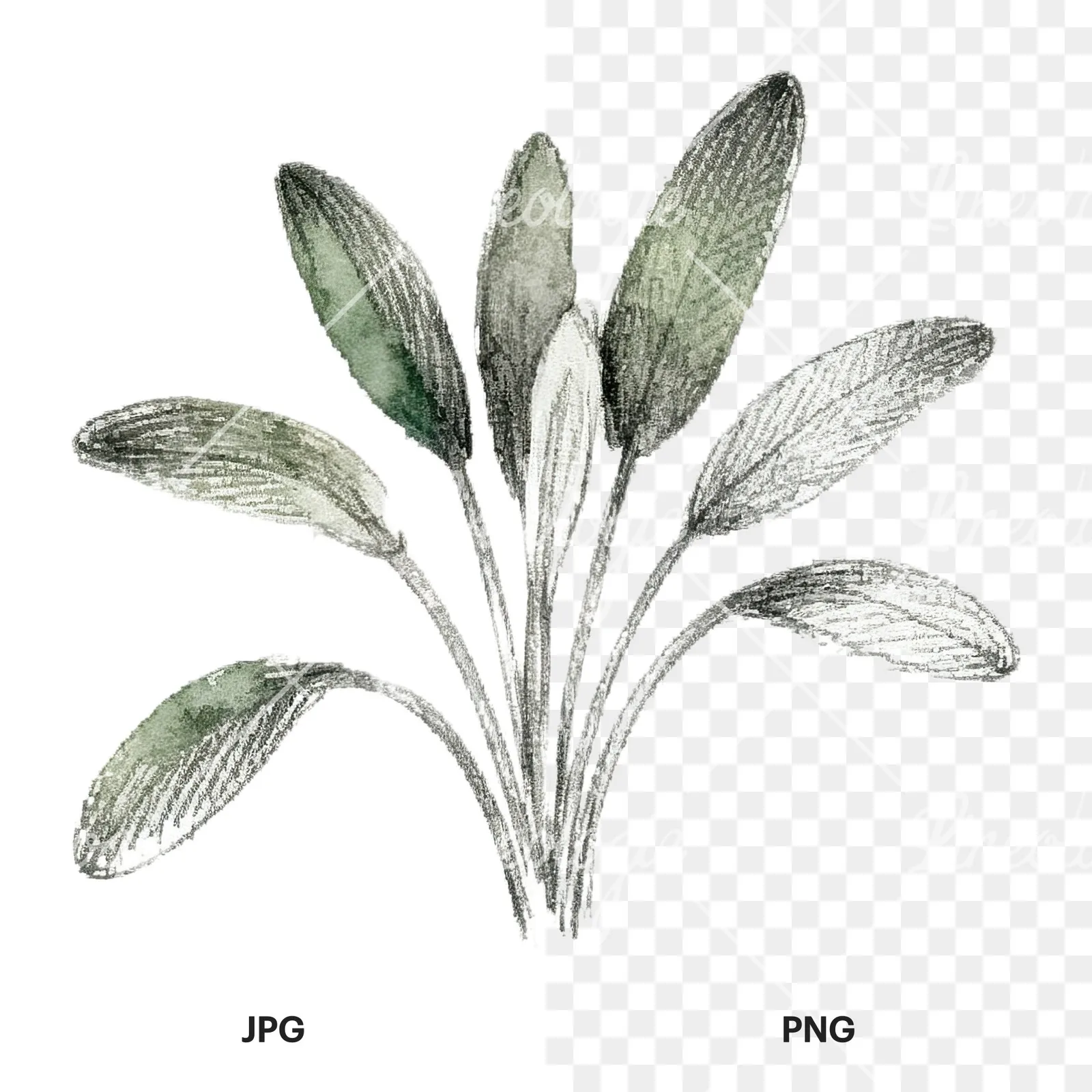Watercolor herb sprig and cluster clipart 10 of 12, as a JPG on white and a transparent PNG