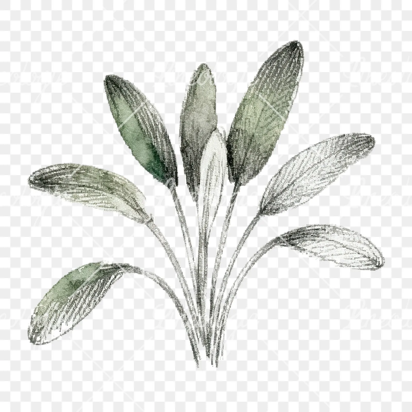 Watercolor herb sprig and cluster clipart 10 of 12 on a transparent background (PNG)