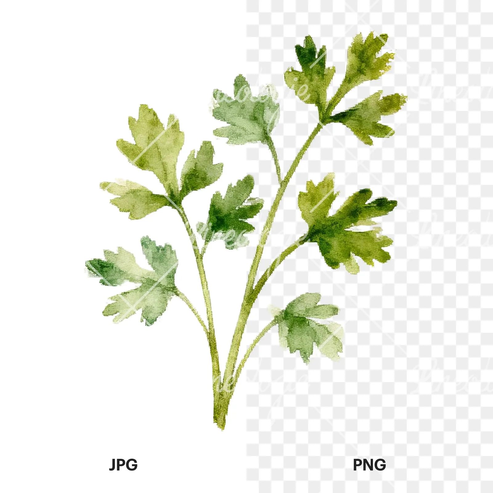 Watercolor herb sprig and cluster clipart 11 of 12, as a JPG on white and a transparent PNG
