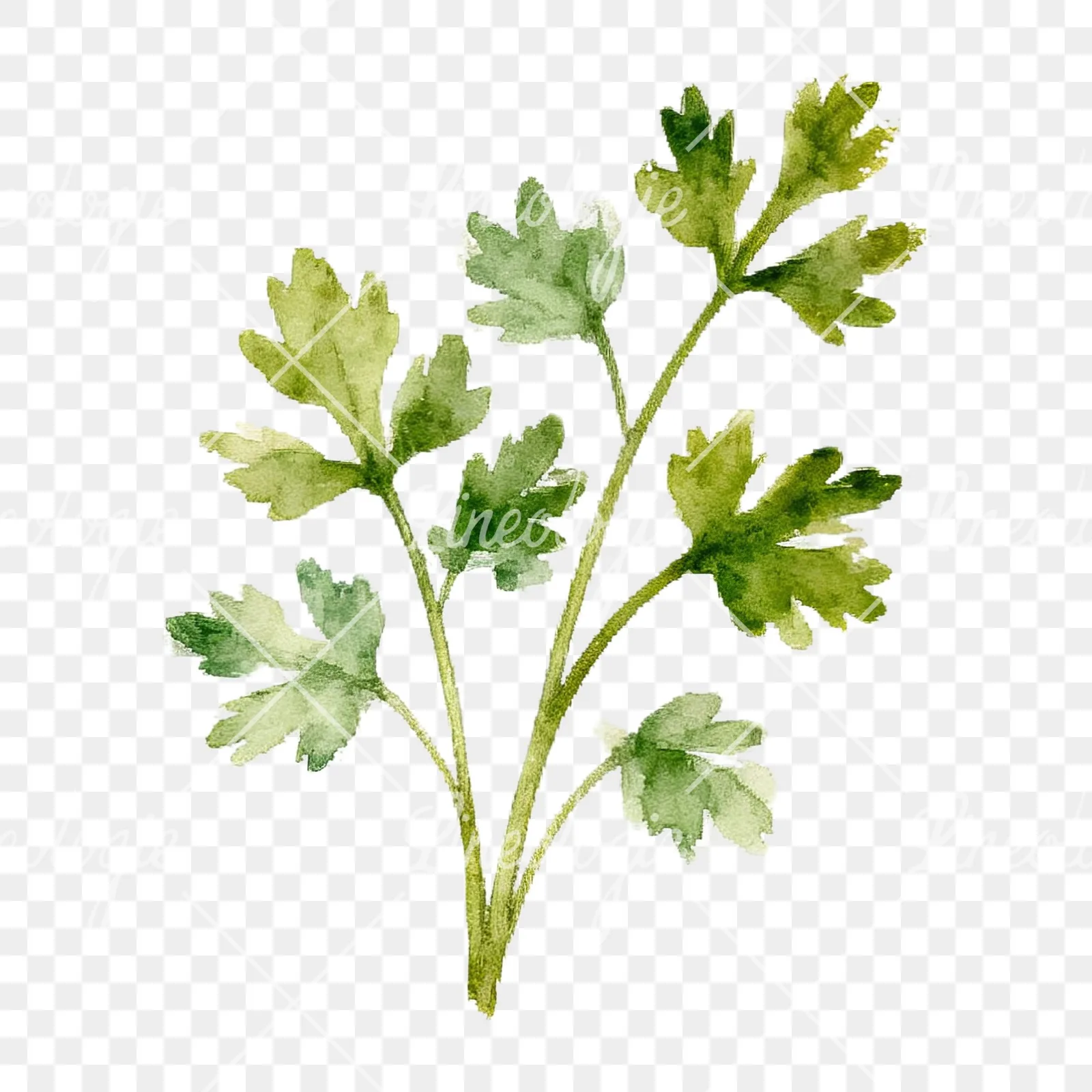 Watercolor herb sprig and cluster clipart 11 of 12 on a transparent background (PNG)