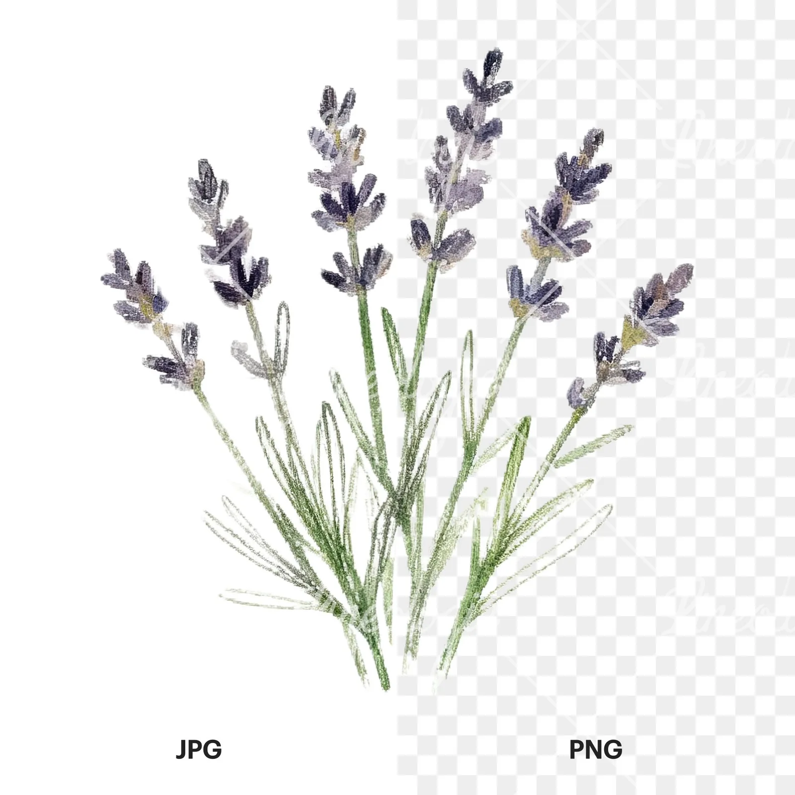 Watercolor herb sprig and cluster clipart 12 of 12, as a JPG on white and a transparent PNG