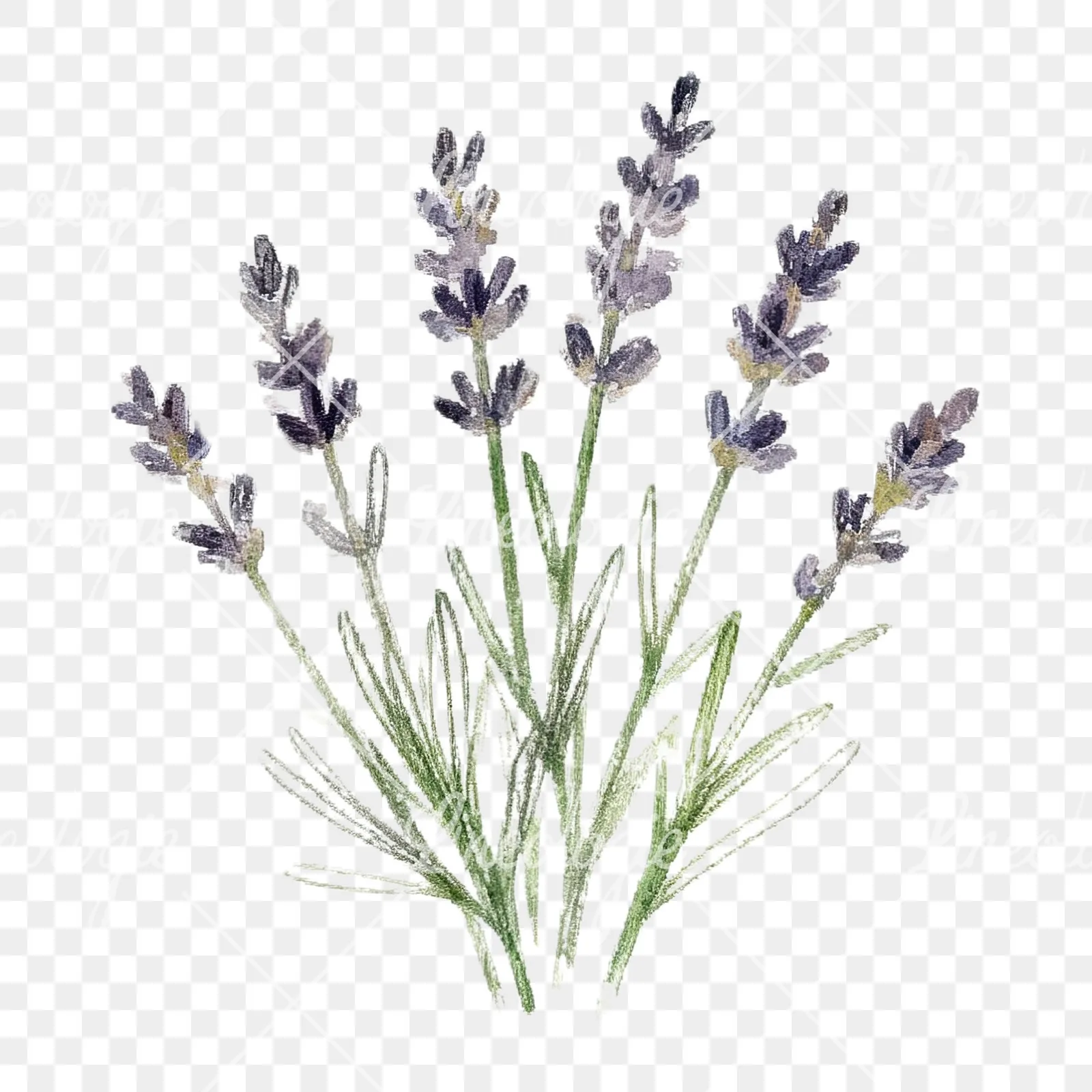 Watercolor herb sprig and cluster clipart 12 of 12 on a transparent background (PNG)