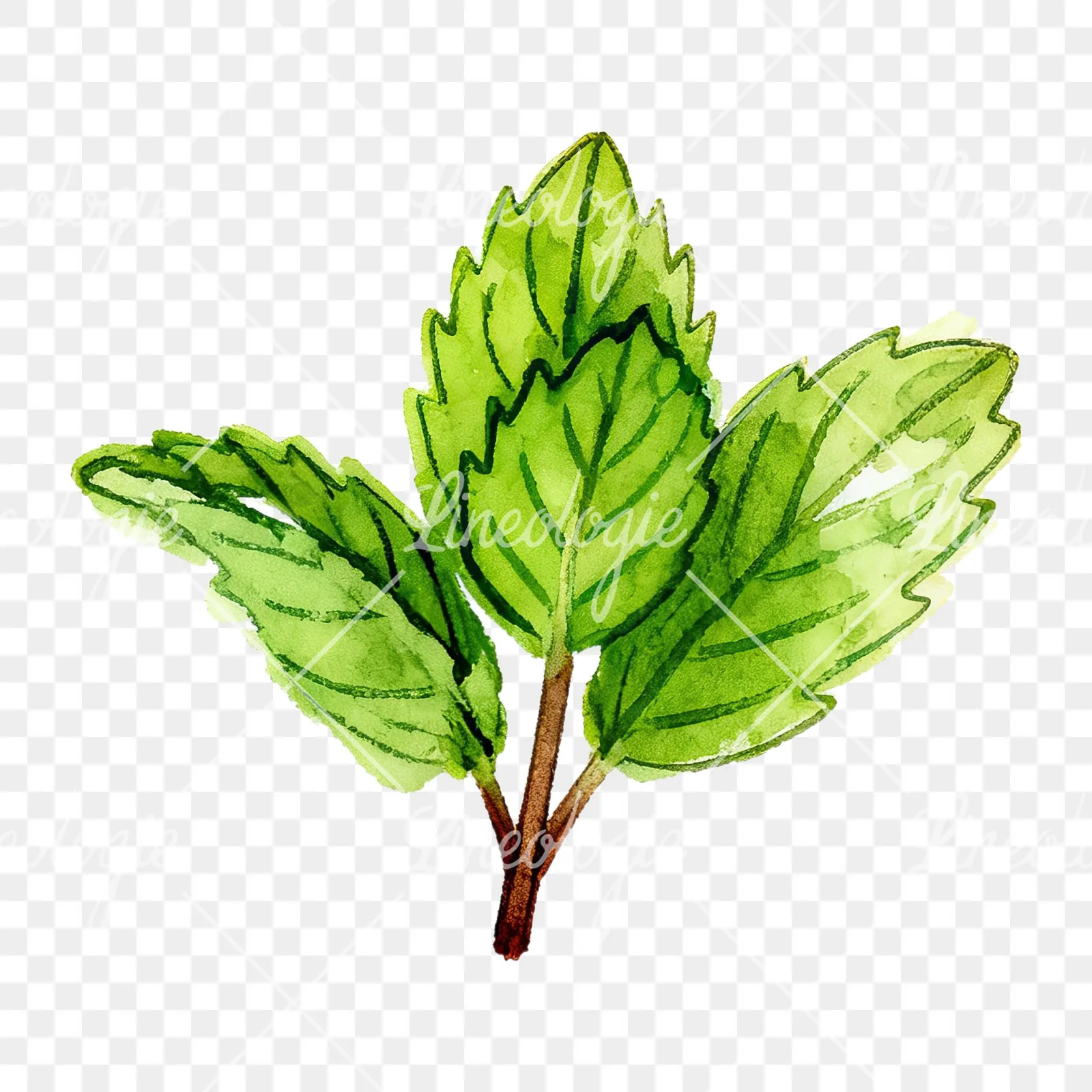 Watercolor mint clipart 2 of 12 on a transparent background (PNG)