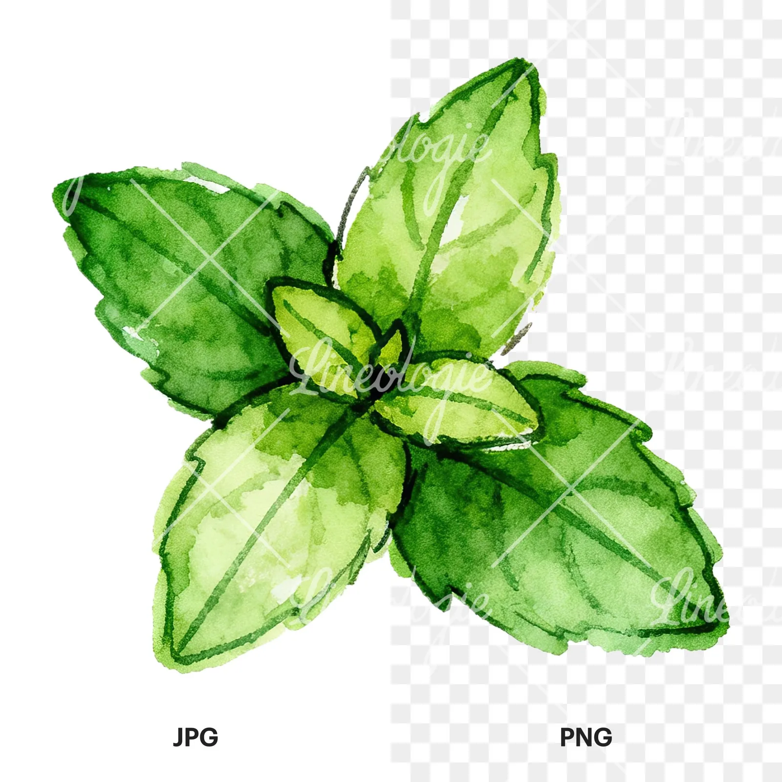 Watercolor mint clipart 9 of 12, as a JPG on white and a transparent PNG