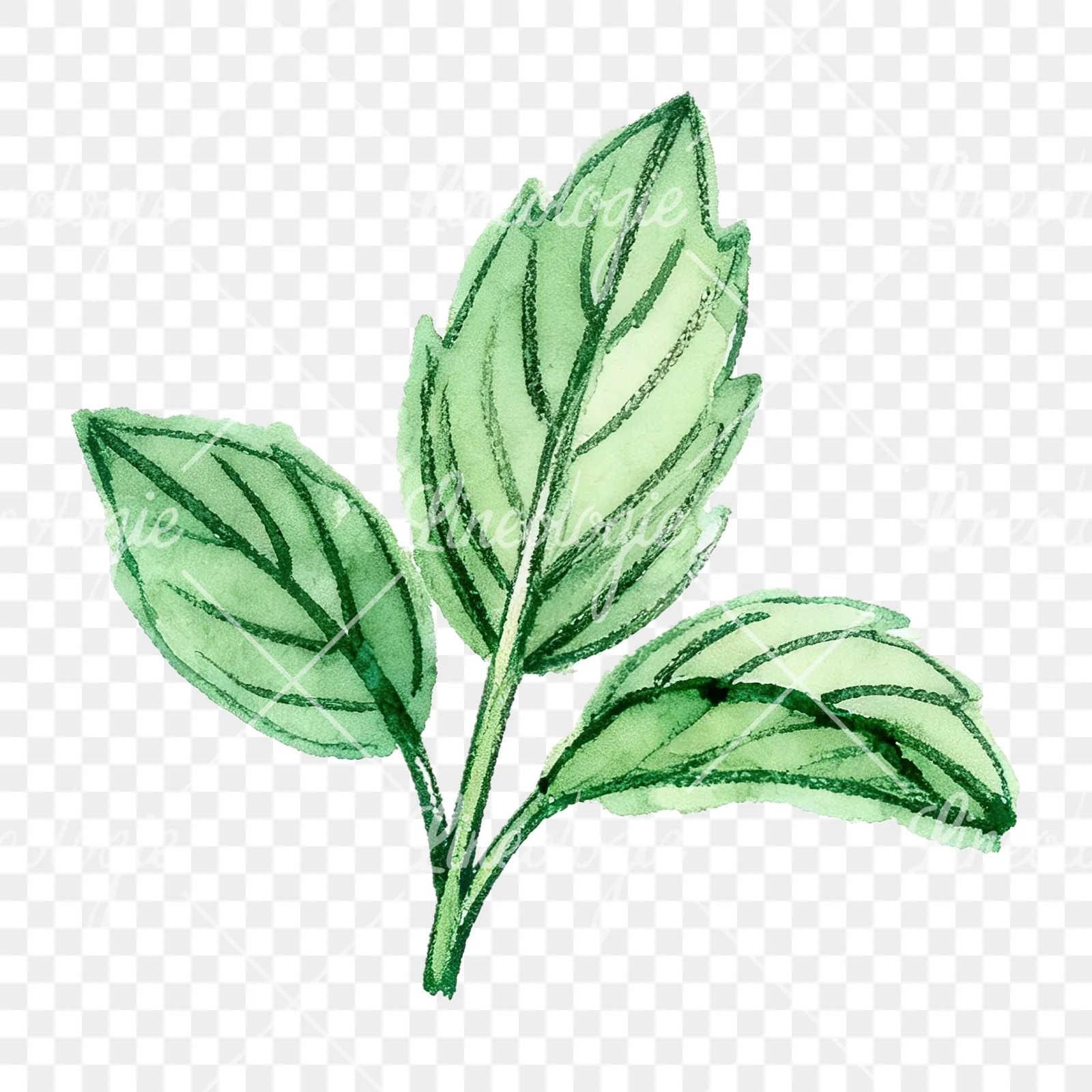 Watercolor mint clipart 12 of 12 on a transparent background (PNG)
