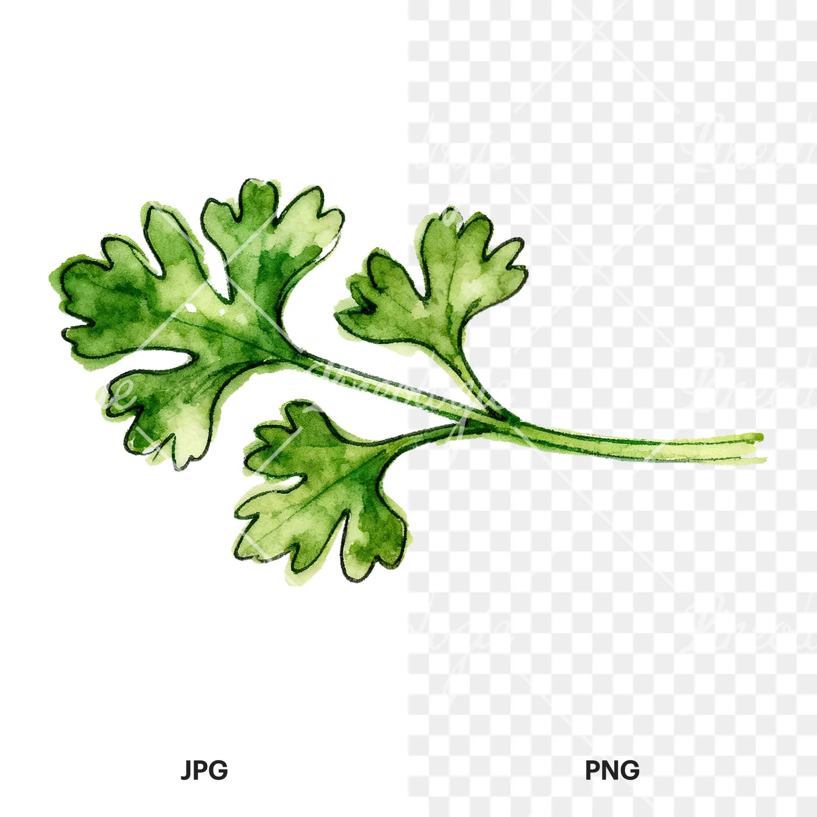 Watercolor parsley branch clipart 2 of 8, as a JPG on white and a transparent PNG