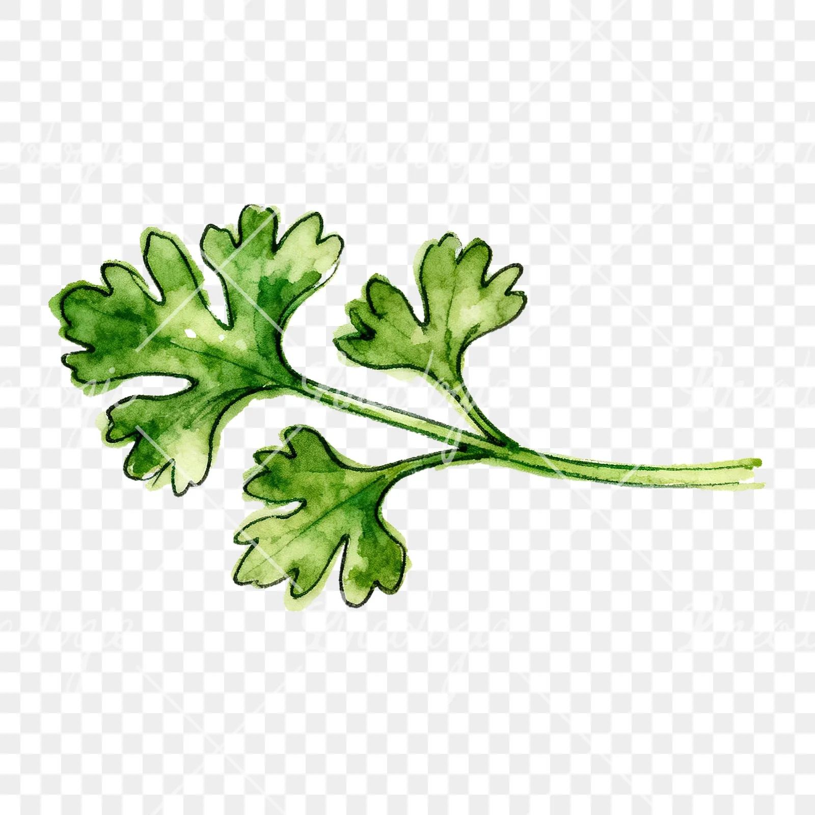 Watercolor parsley branch clipart 2 of 8 on a transparent background (PNG)