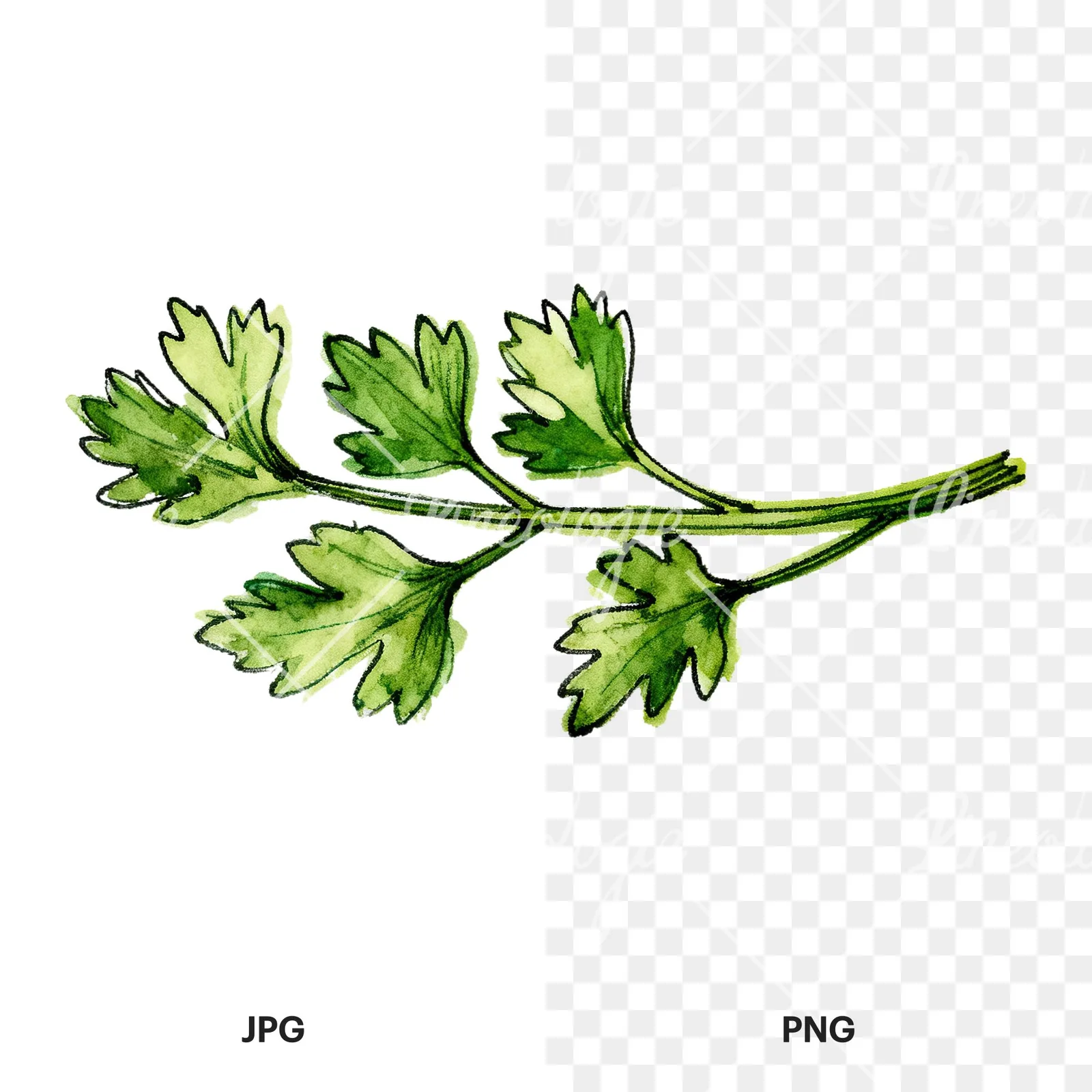 Watercolor parsley branch clipart 3 of 8, as a JPG on white and a transparent PNG
