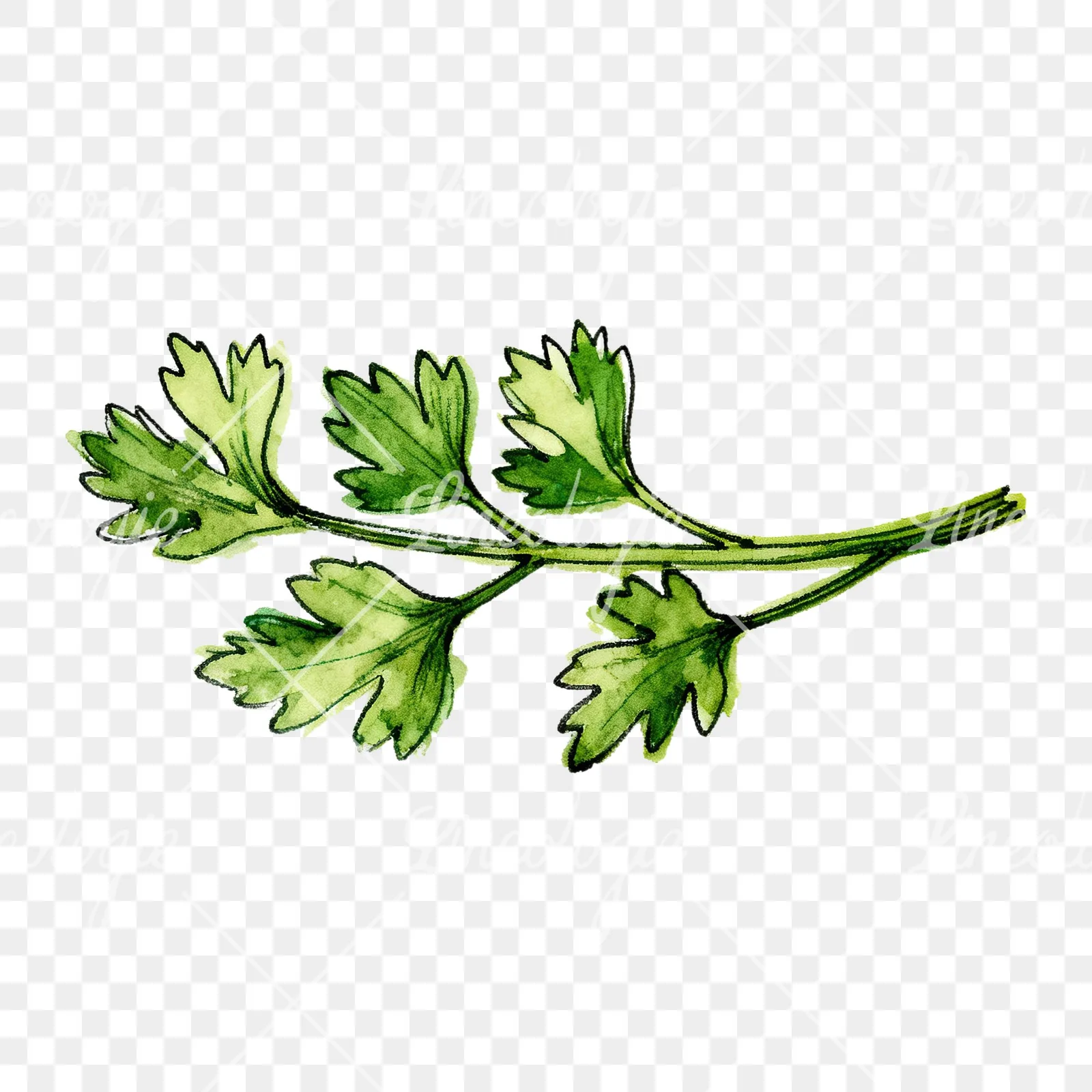 Watercolor parsley branch clipart 3 of 8 on a transparent background (PNG)