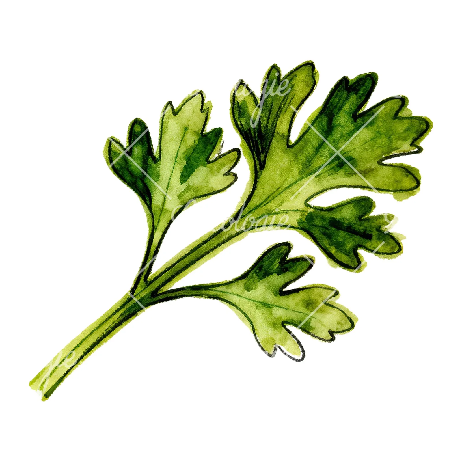 Watercolor parsley branch clipart 4 of 8 on a white background (JPG)