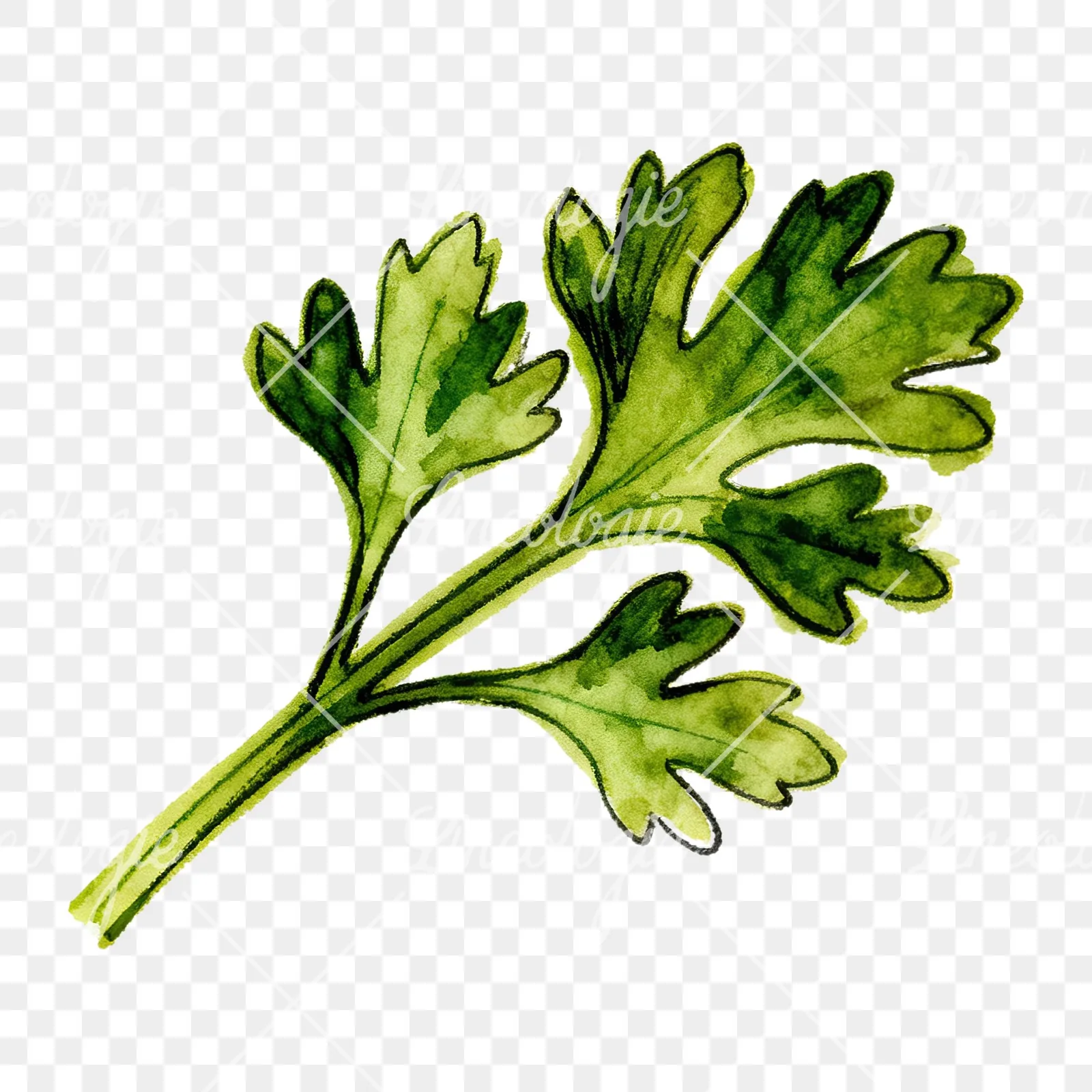 Watercolor parsley branch clipart 4 of 8 on a transparent background (PNG)