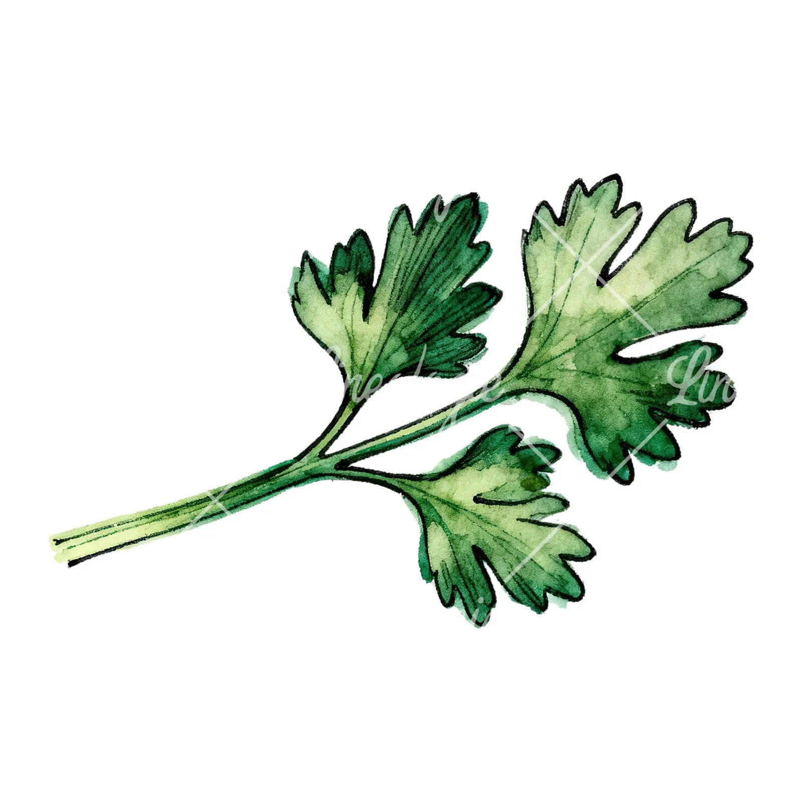 Watercolor parsley branch clipart 5 of 8 on a white background (JPG)
