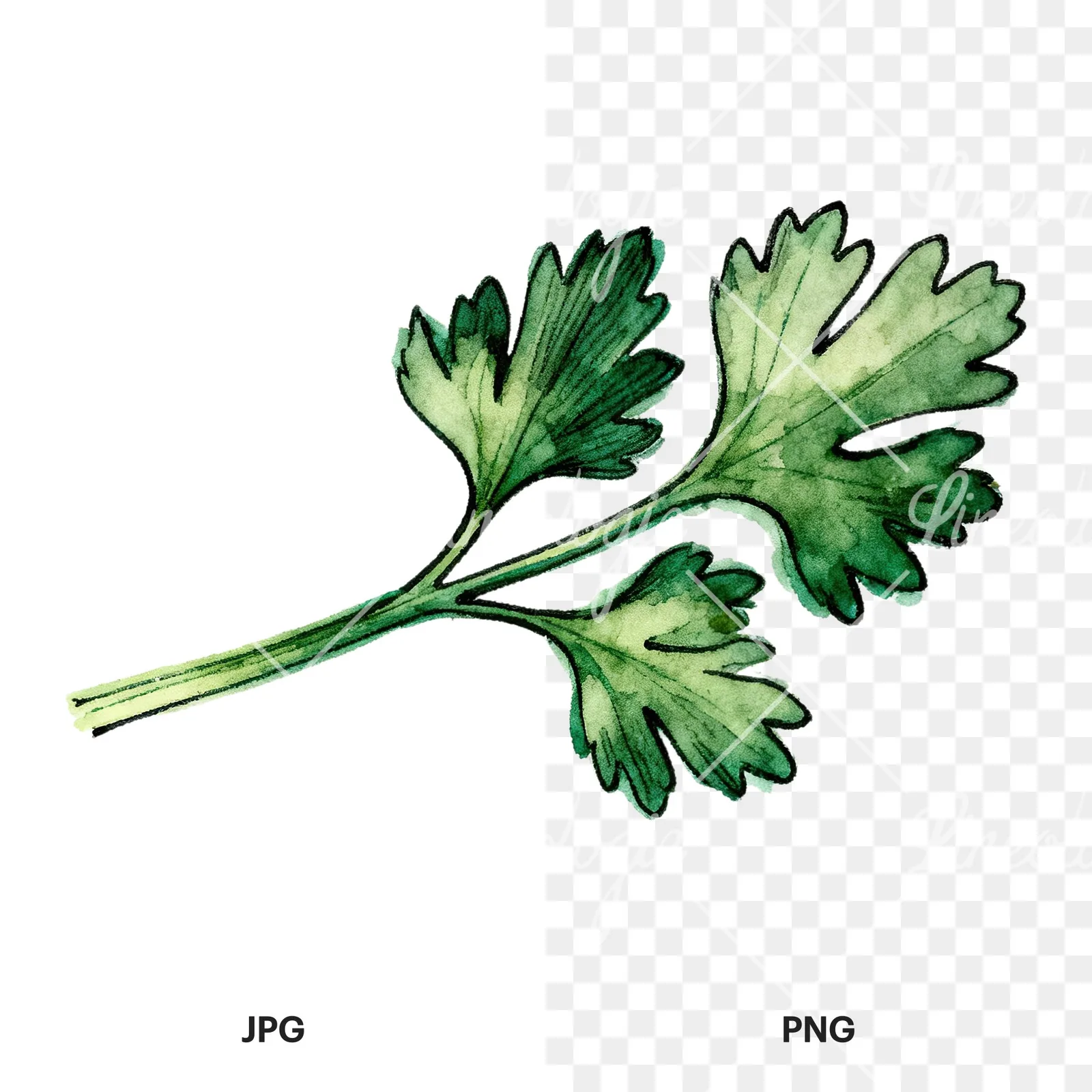 Watercolor parsley branch clipart 5 of 8, as a JPG on white and a transparent PNG