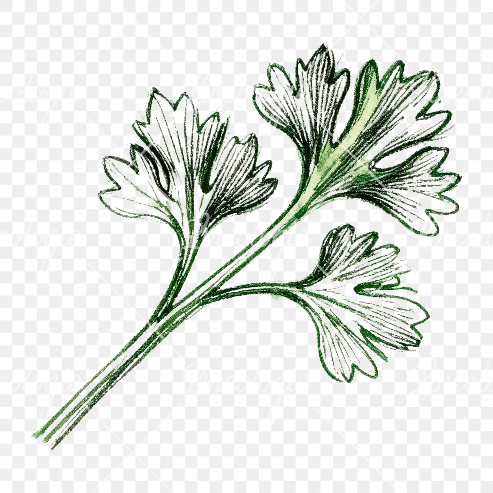 Watercolor parsley branch clipart 6 of 8 on a transparent background (PNG)