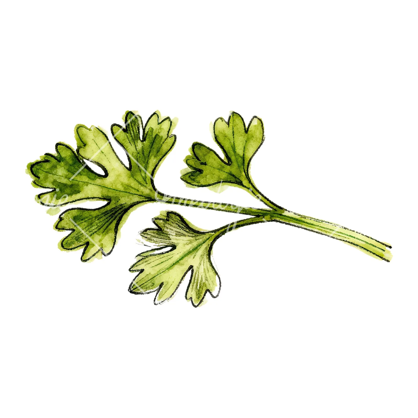 Watercolor parsley branch clipart 7 of 8 on a white background (JPG)