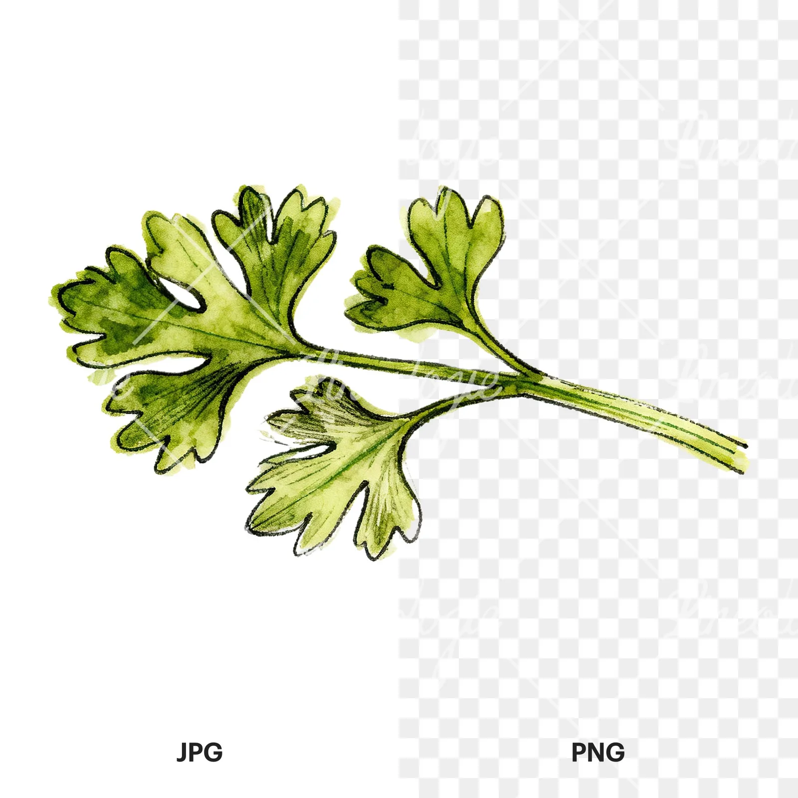 Watercolor parsley branch clipart 7 of 8, as a JPG on white and a transparent PNG