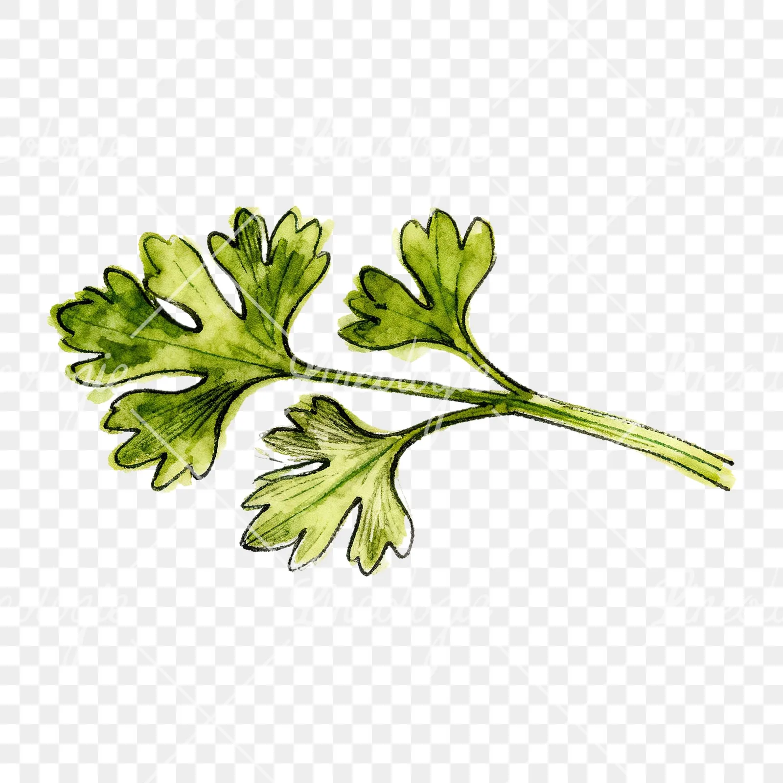 Watercolor parsley branch clipart 7 of 8 on a transparent background (PNG)