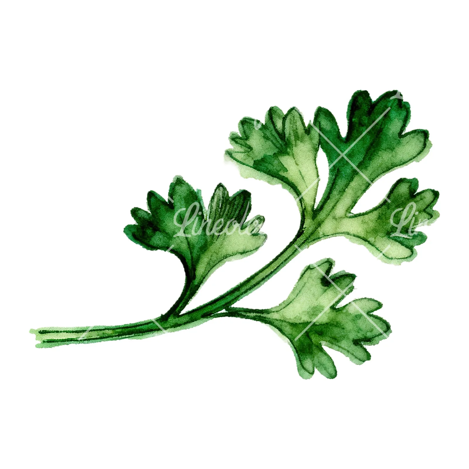 Watercolor parsley branch clipart 8 of 8 on a white background (JPG)