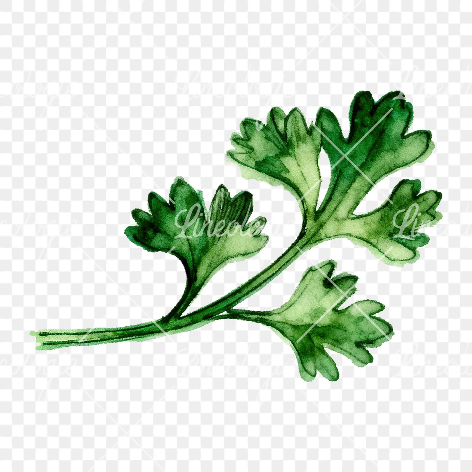 Watercolor parsley branch clipart 8 of 8 on a transparent background (PNG)