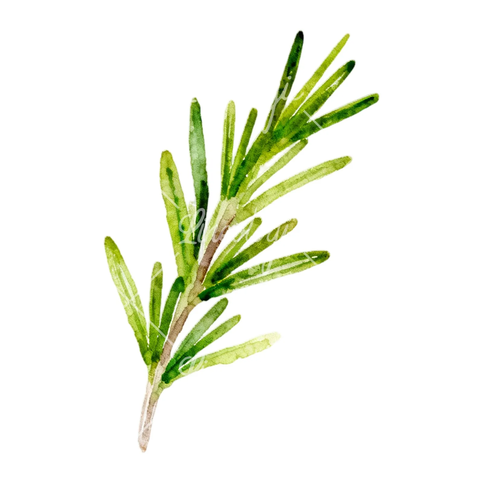 Watercolor light green rosemary sprig clipart 1 of 9 on a white background (JPG)