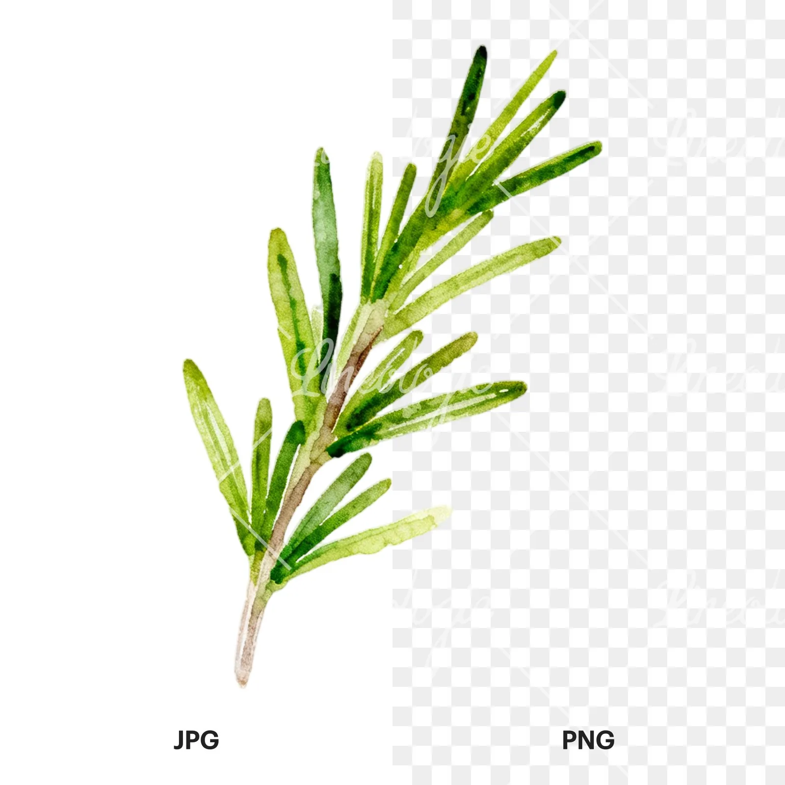 Watercolor light green rosemary sprig clipart 1 of 9, as a JPG on white and a transparent PNG