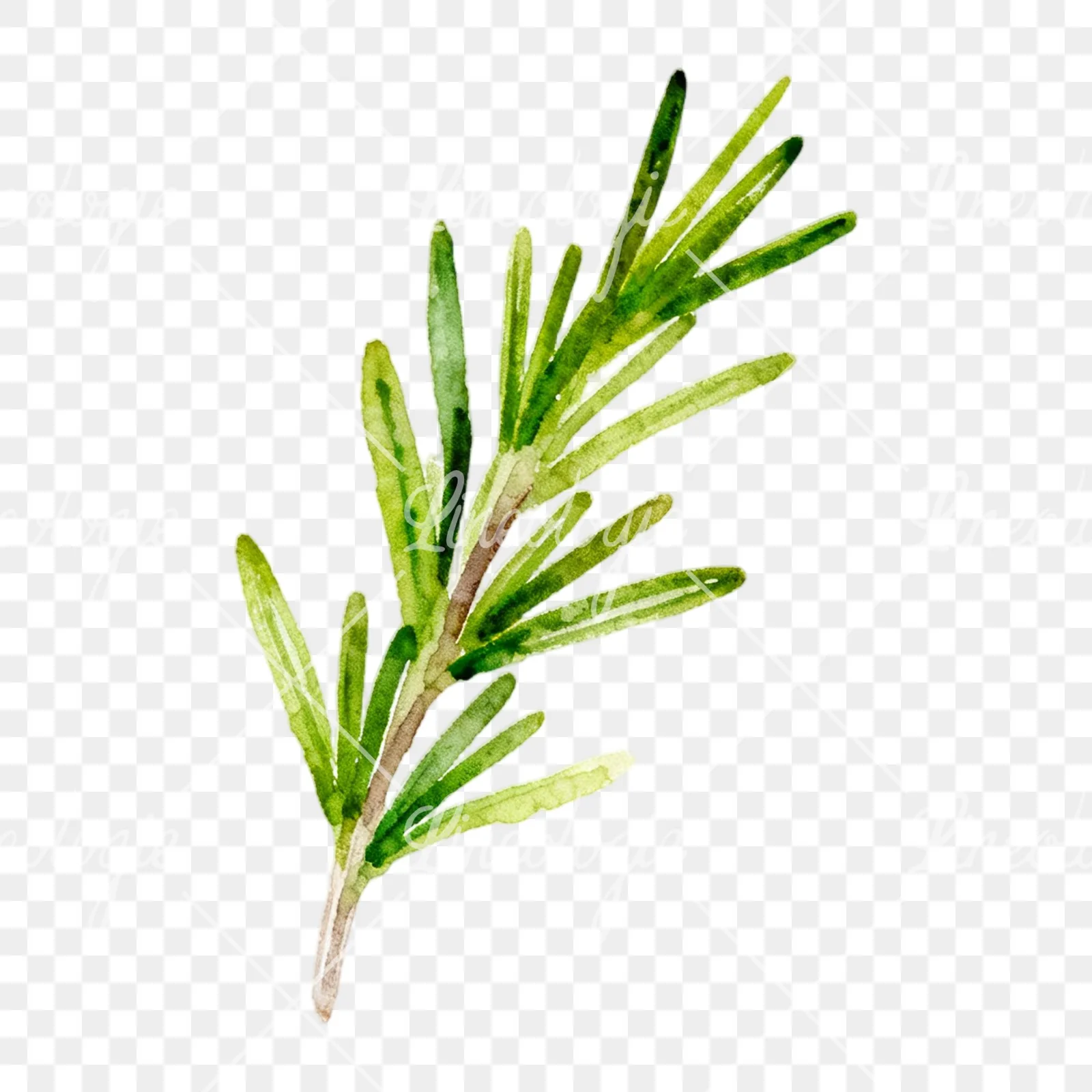 Watercolor light green rosemary sprig clipart 1 of 9 on a transparent background (PNG)