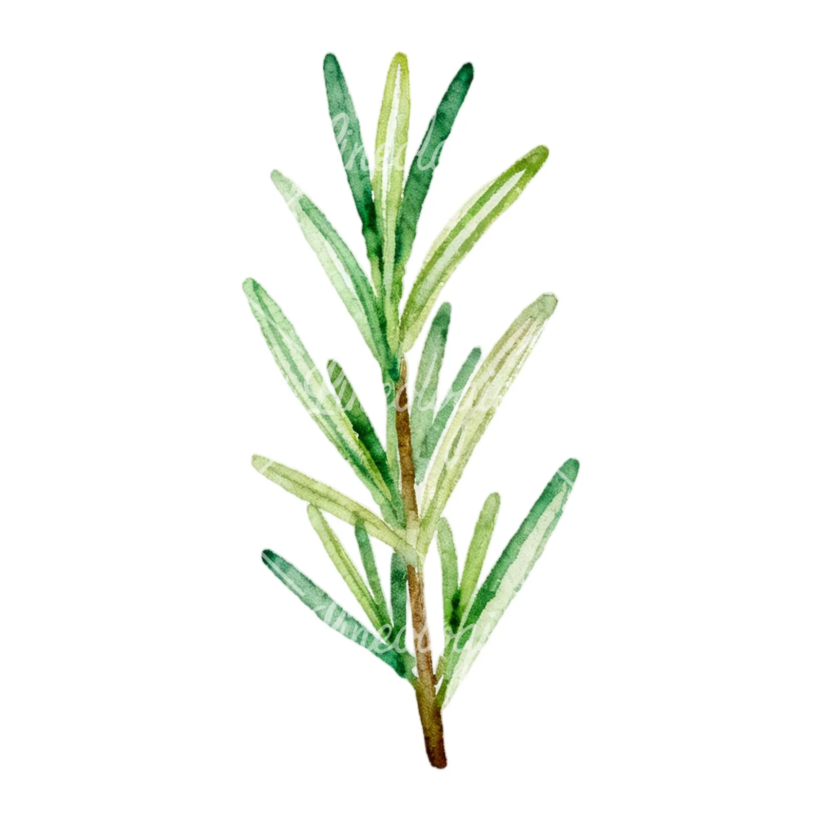 Watercolor light green rosemary sprig clipart 2 of 9 on a white background (JPG)