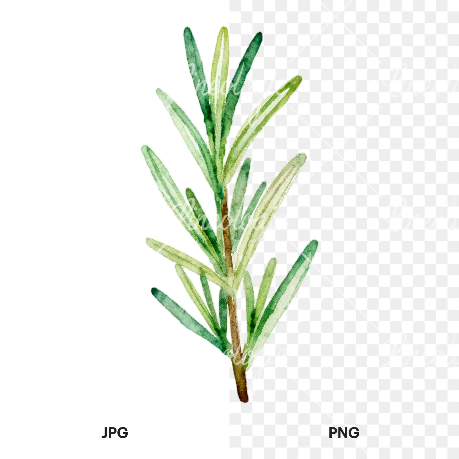 Watercolor light green rosemary sprig clipart 2 of 9, as a JPG on white and a transparent PNG