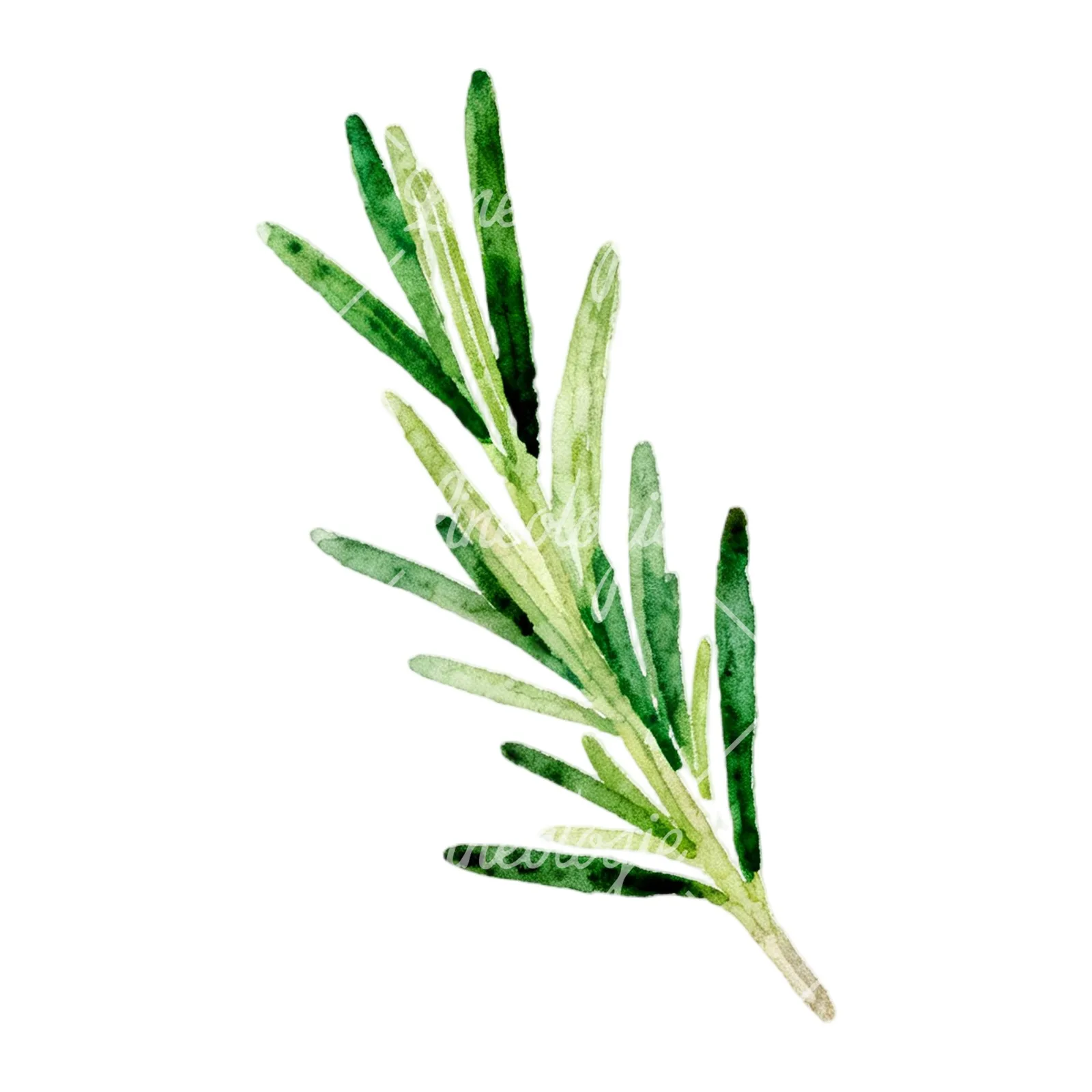 Watercolor light green rosemary sprig clipart 3 of 9 on a white background (JPG)