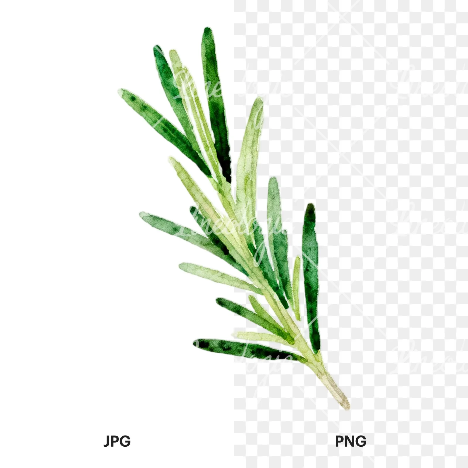 Watercolor light green rosemary sprig clipart 3 of 9, as a JPG on white and a transparent PNG