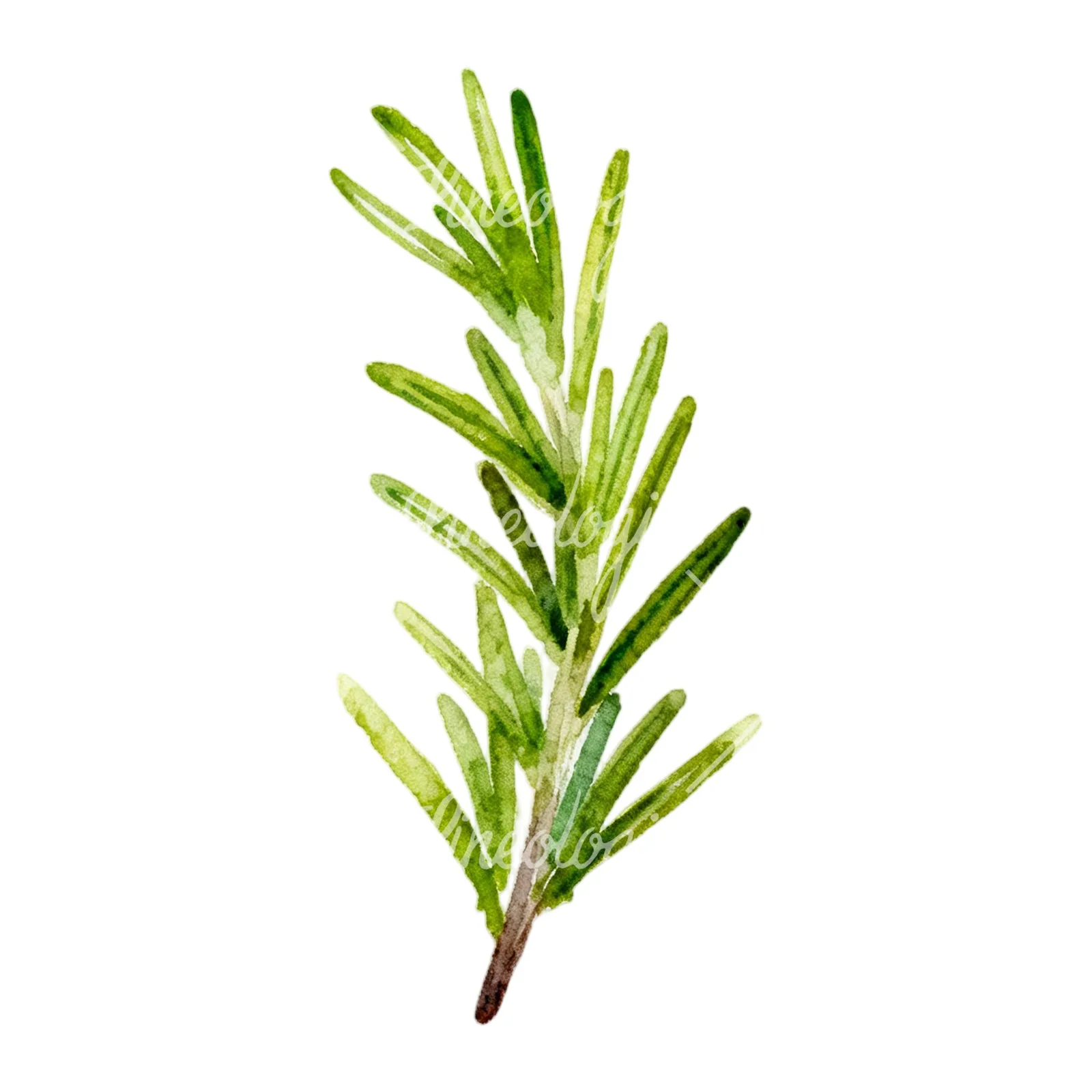 Watercolor light green rosemary sprig clipart 4 of 9 on a white background (JPG)