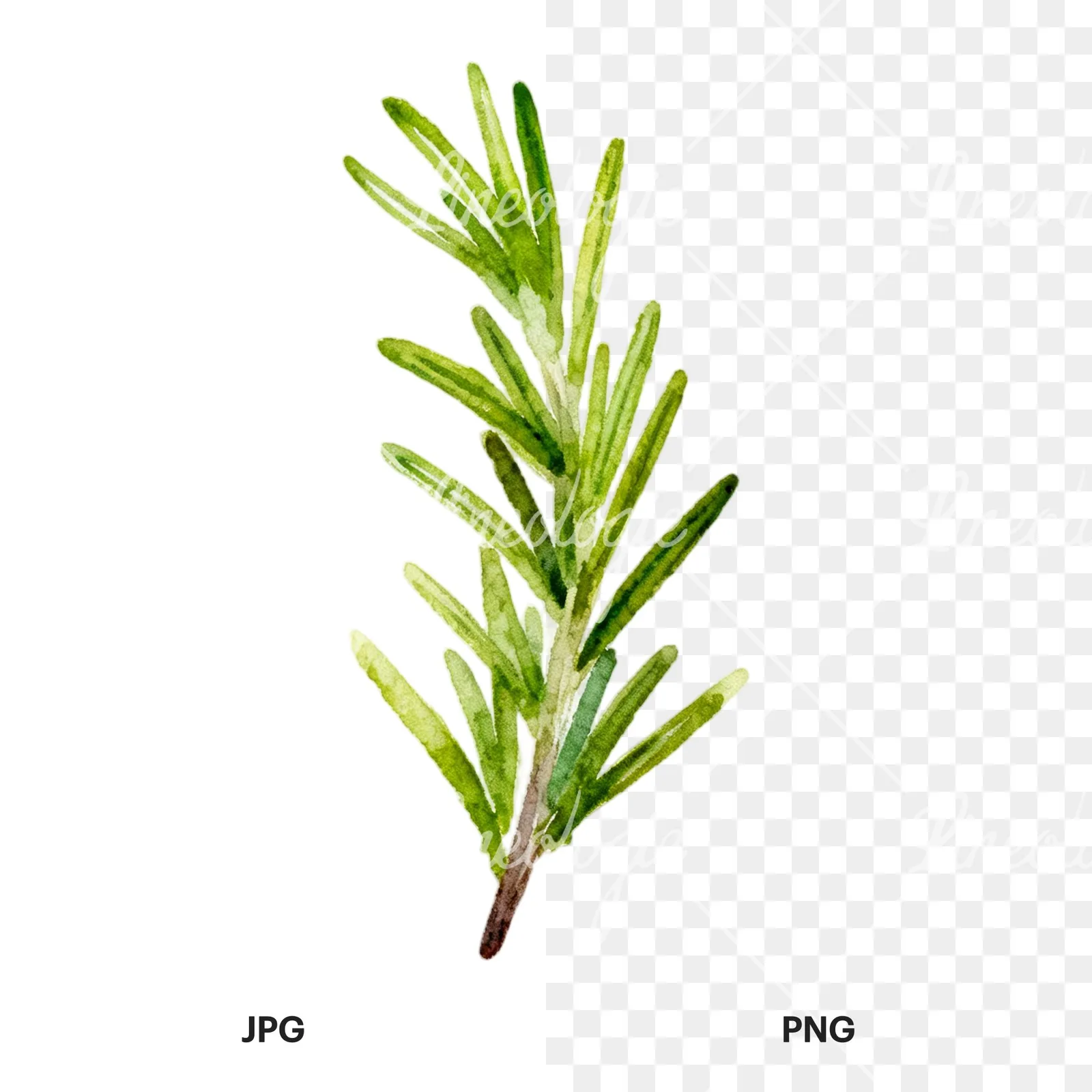 Watercolor light green rosemary sprig clipart 4 of 9, as a JPG on white and a transparent PNG