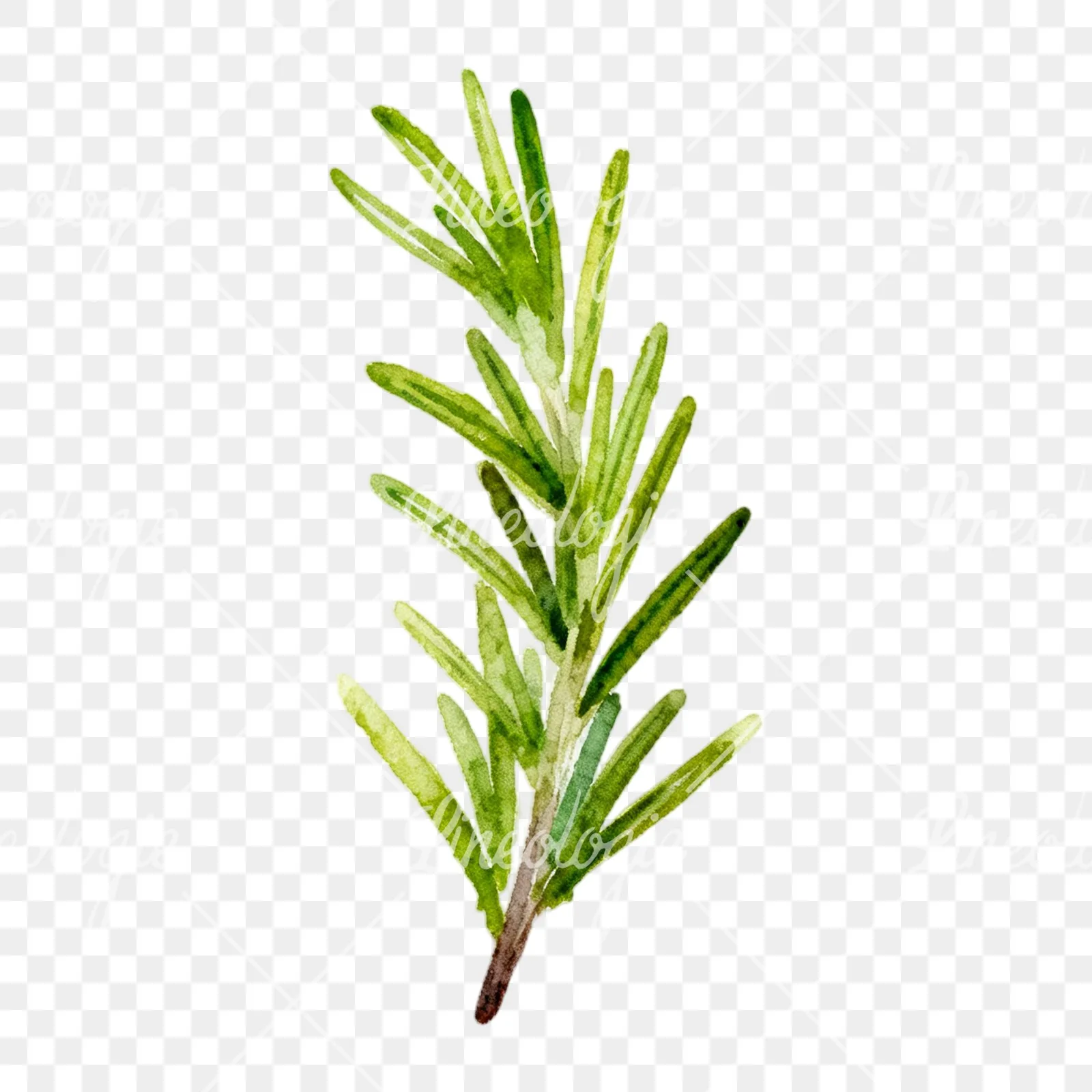 Watercolor light green rosemary sprig clipart 4 of 9 on a transparent background (PNG)