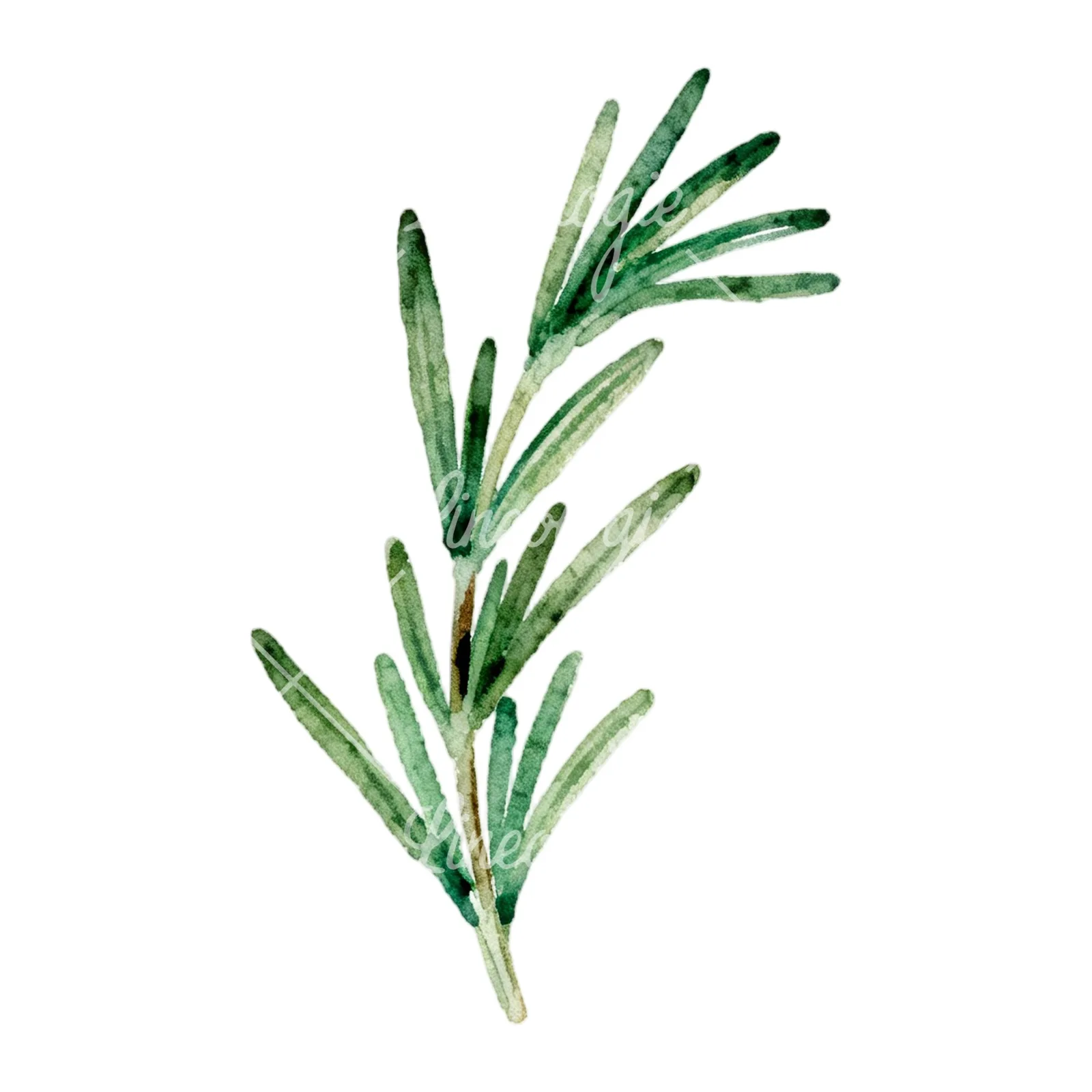 Watercolor light green rosemary sprig clipart 5 of 9 on a white background (JPG)