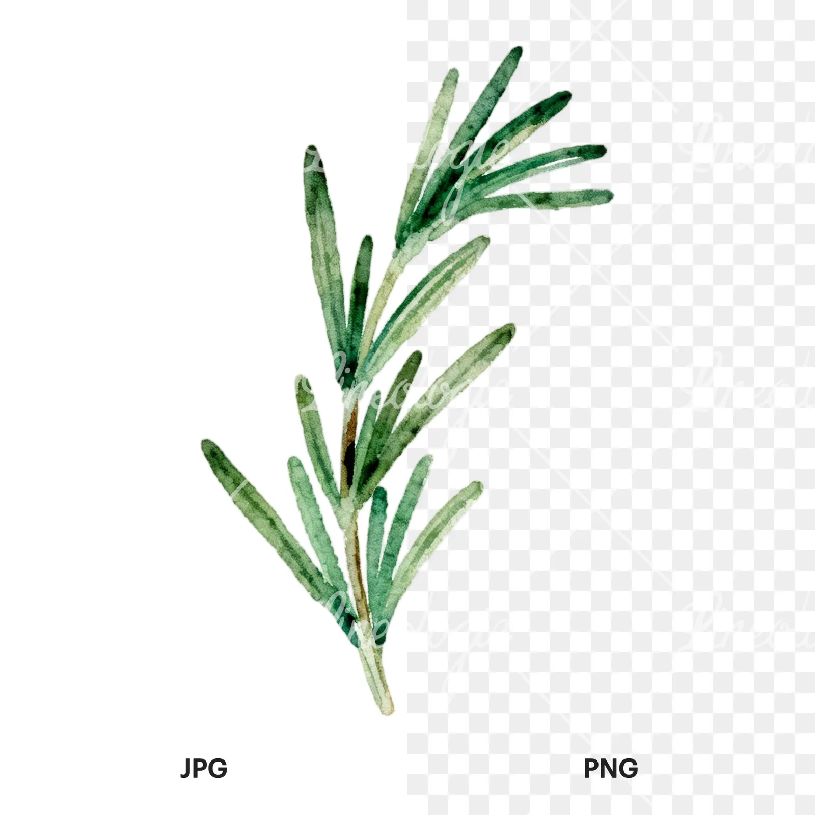 Watercolor light green rosemary sprig clipart 5 of 9, as a JPG on white and a transparent PNG