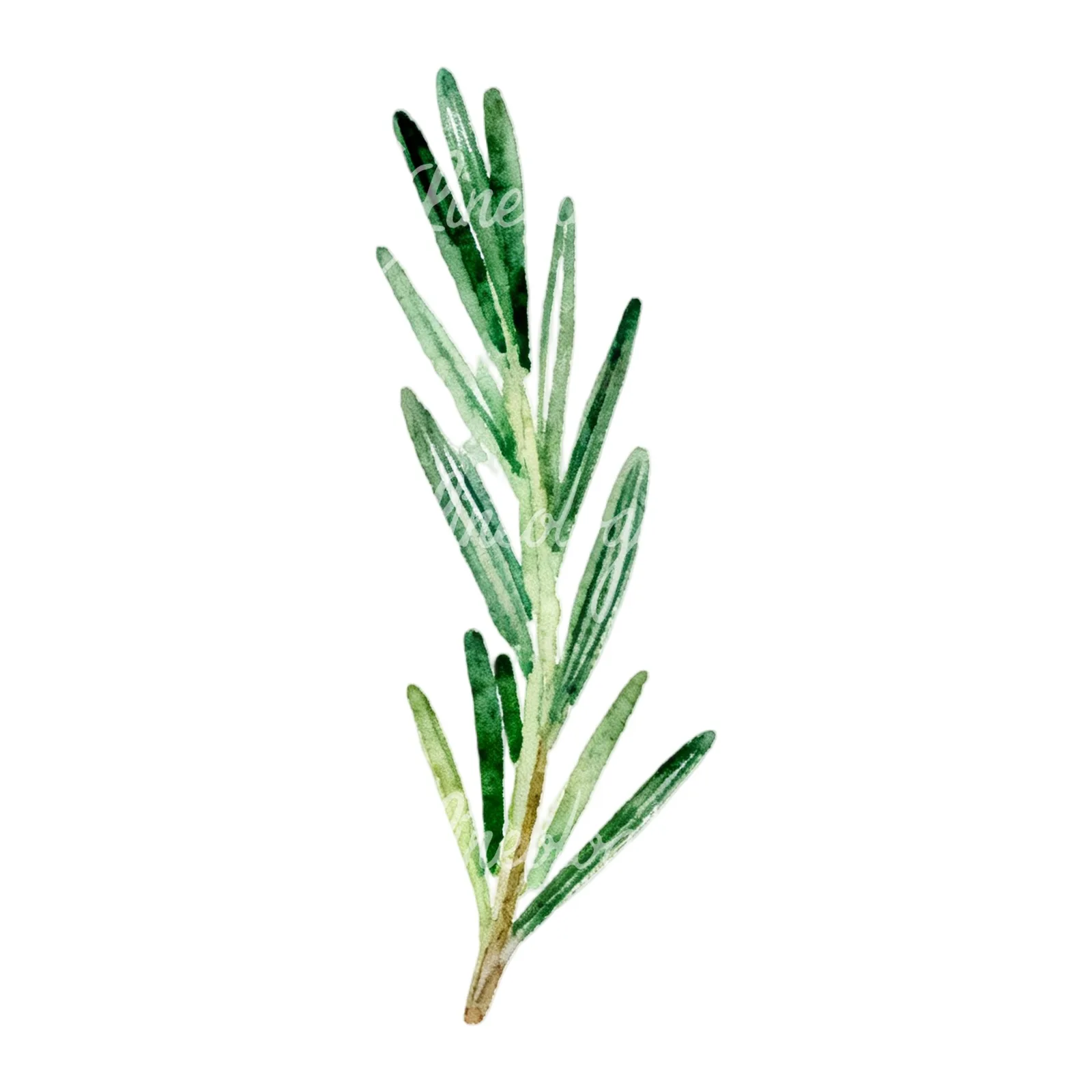 Watercolor light green rosemary sprig clipart 6 of 9 on a white background (JPG)