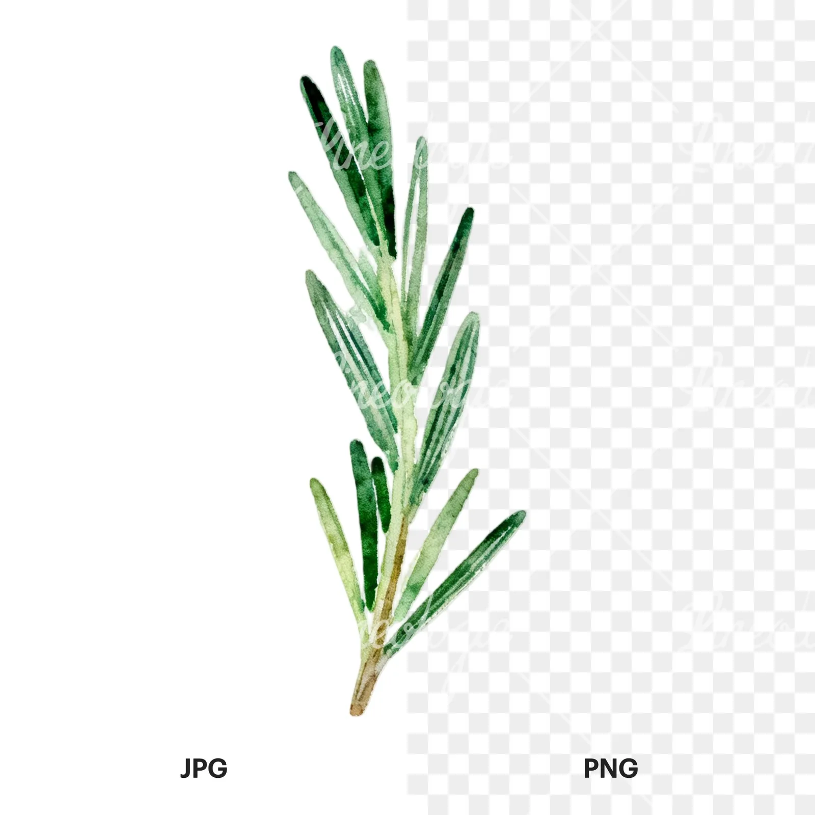 Watercolor light green rosemary sprig clipart 6 of 9, as a JPG on white and a transparent PNG