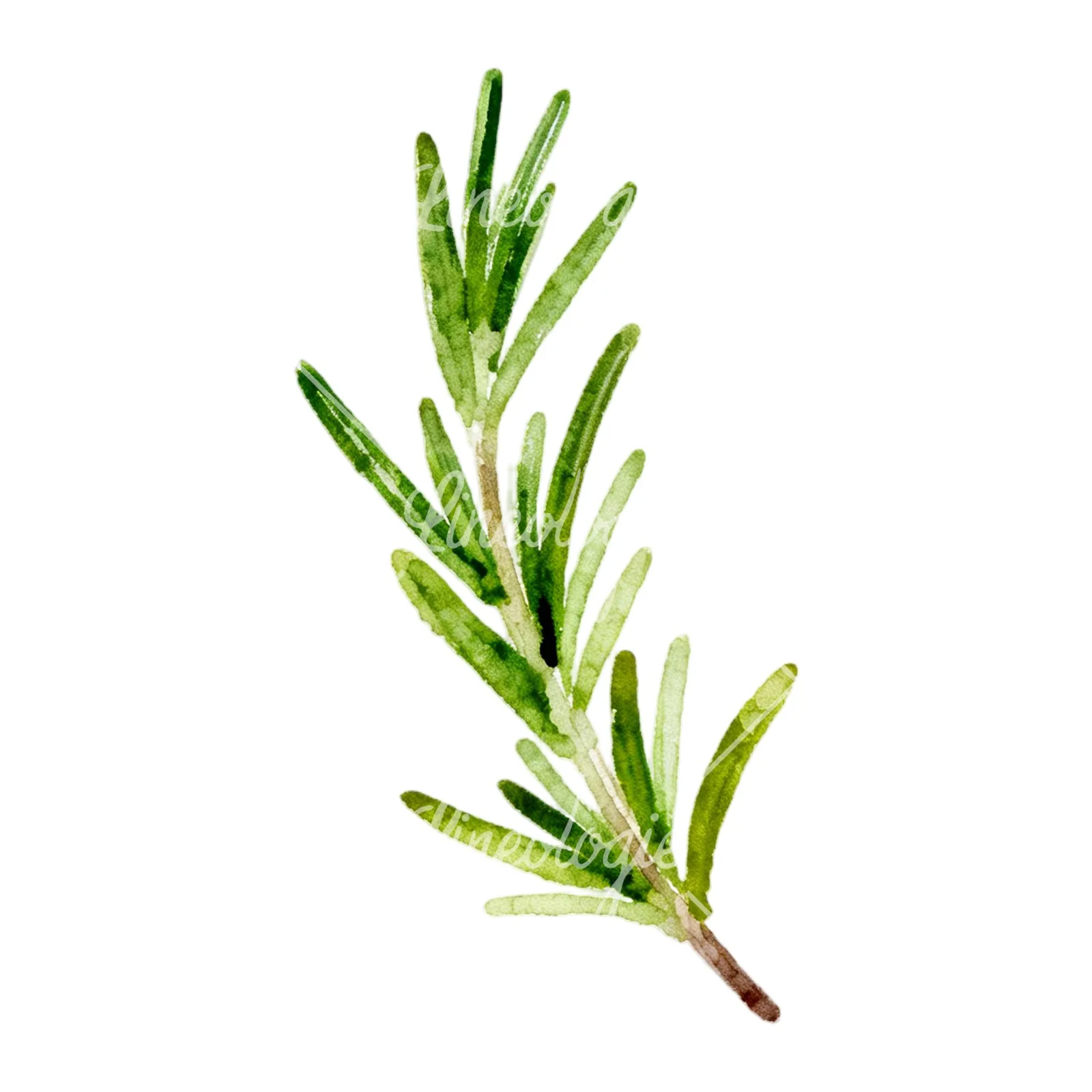 Watercolor light green rosemary sprig clipart 7 of 9 on a white background (JPG)