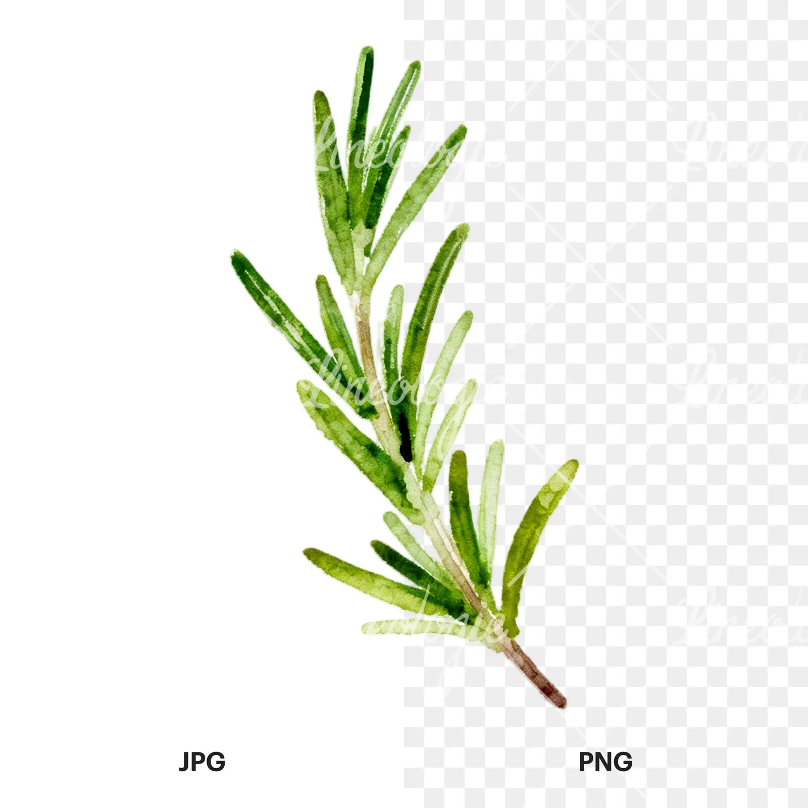 Watercolor light green rosemary sprig clipart 7 of 9, as a JPG on white and a transparent PNG