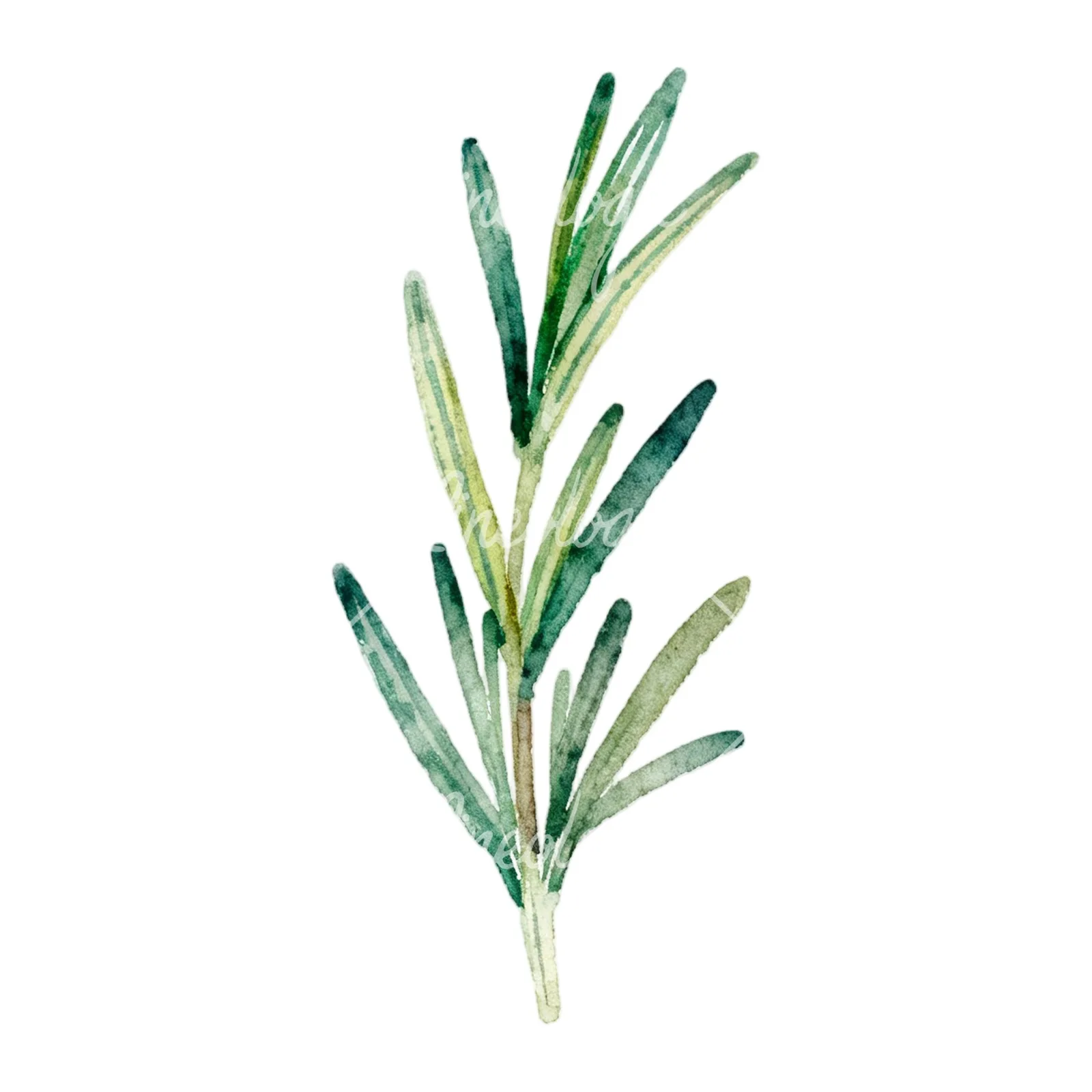 Watercolor light green rosemary sprig clipart 8 of 9 on a white background (JPG)