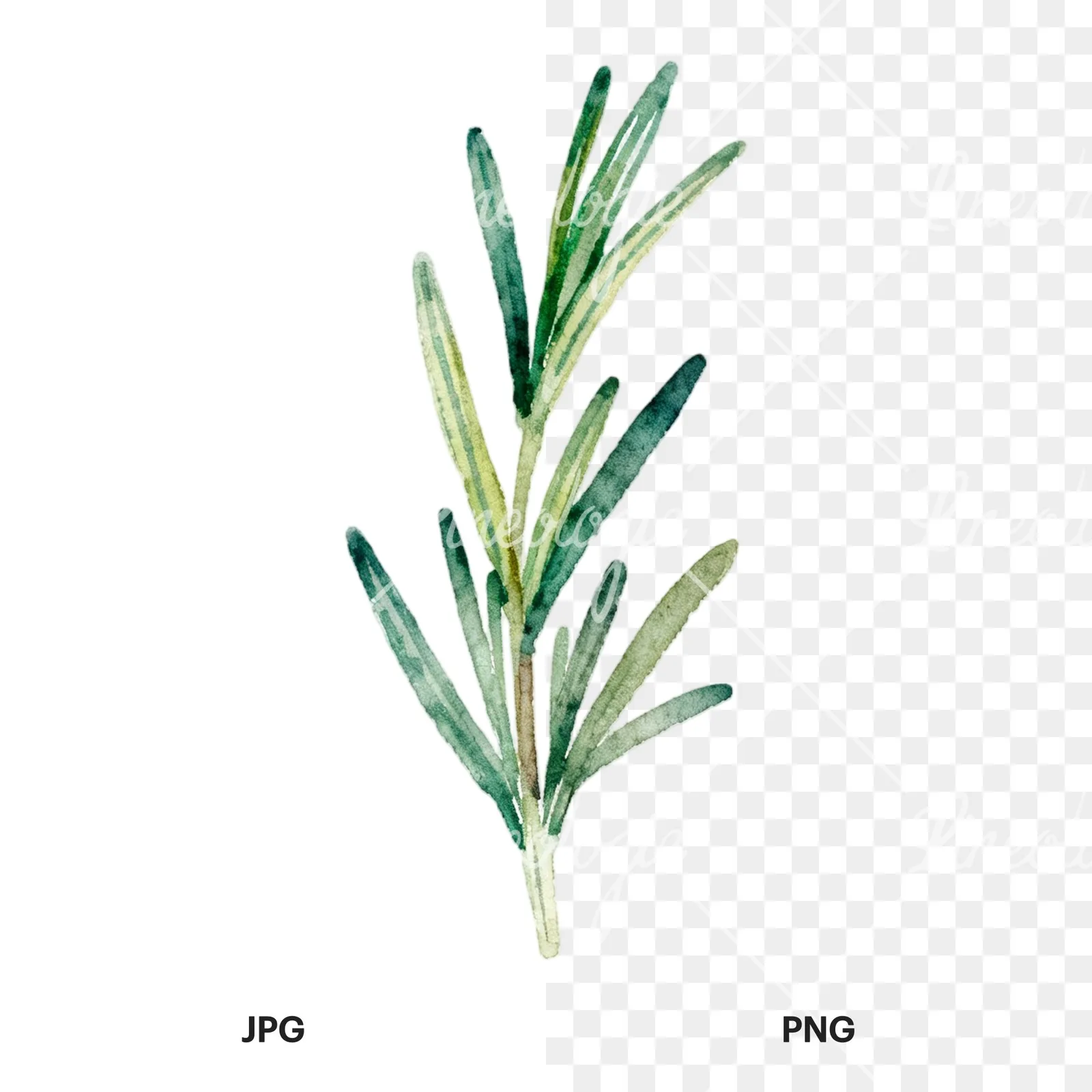 Watercolor light green rosemary sprig clipart 8 of 9, as a JPG on white and a transparent PNG