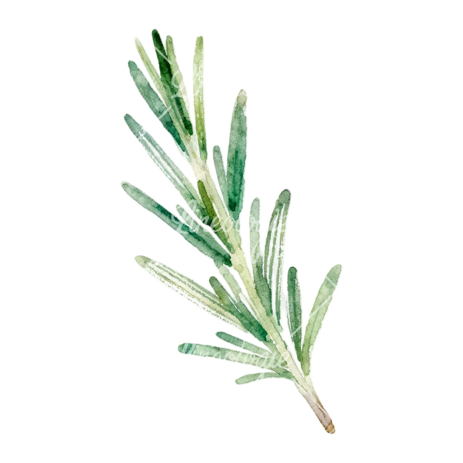 Watercolor light green rosemary sprig clipart 9 of 9 on a white background (JPG)
