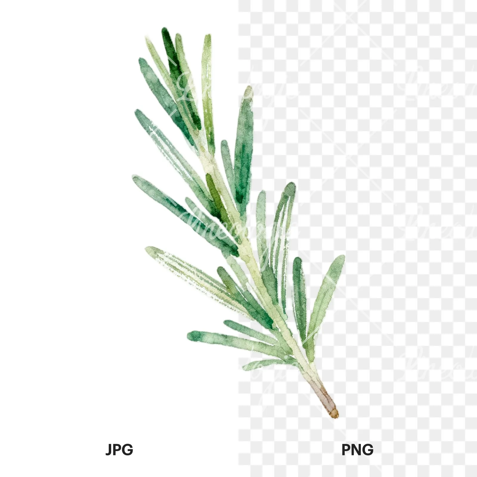 Watercolor light green rosemary sprig clipart 9 of 9, as a JPG on white and a transparent PNG
