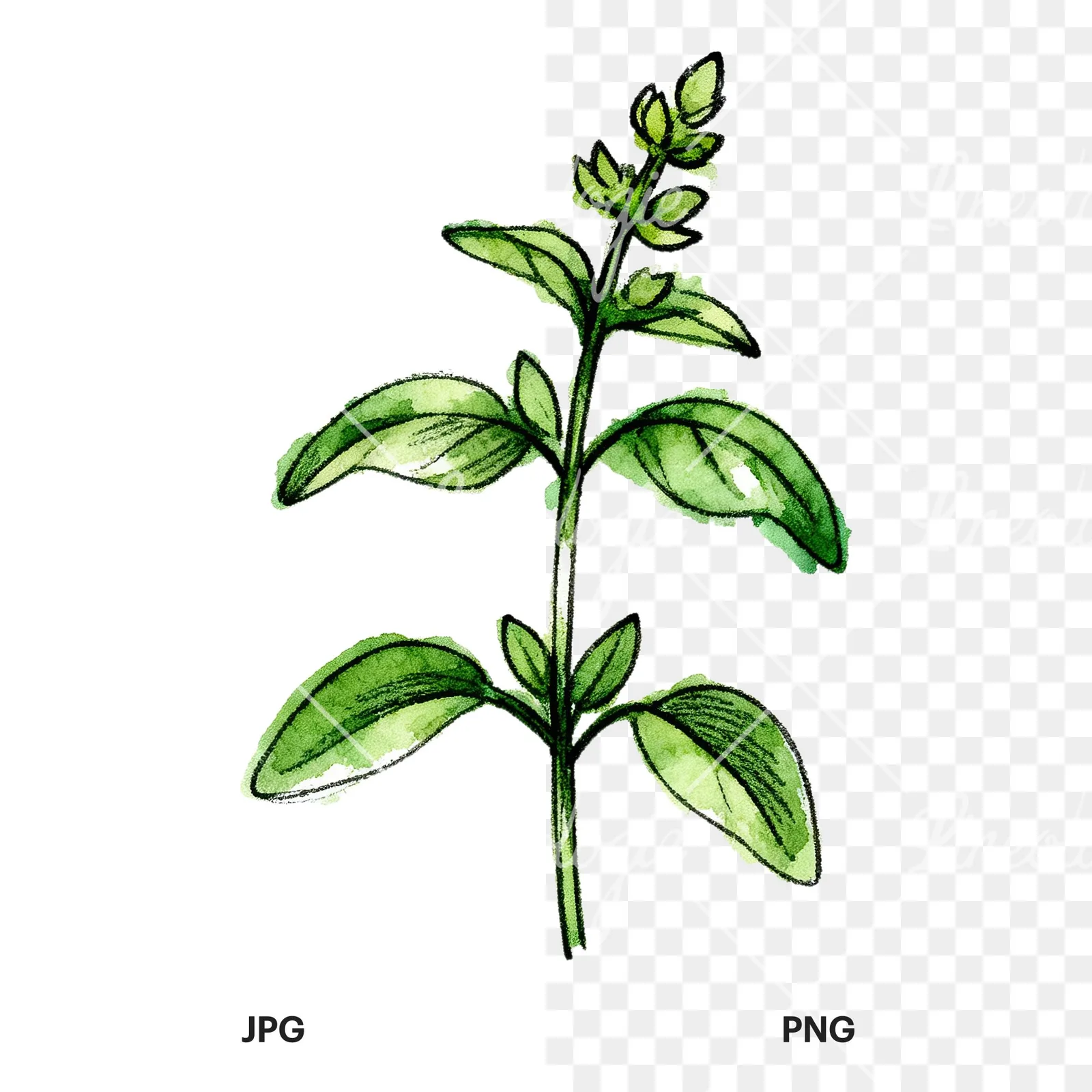 Watercolor basil leaf clipart 2 of 9, as a JPG on white and a transparent PNG