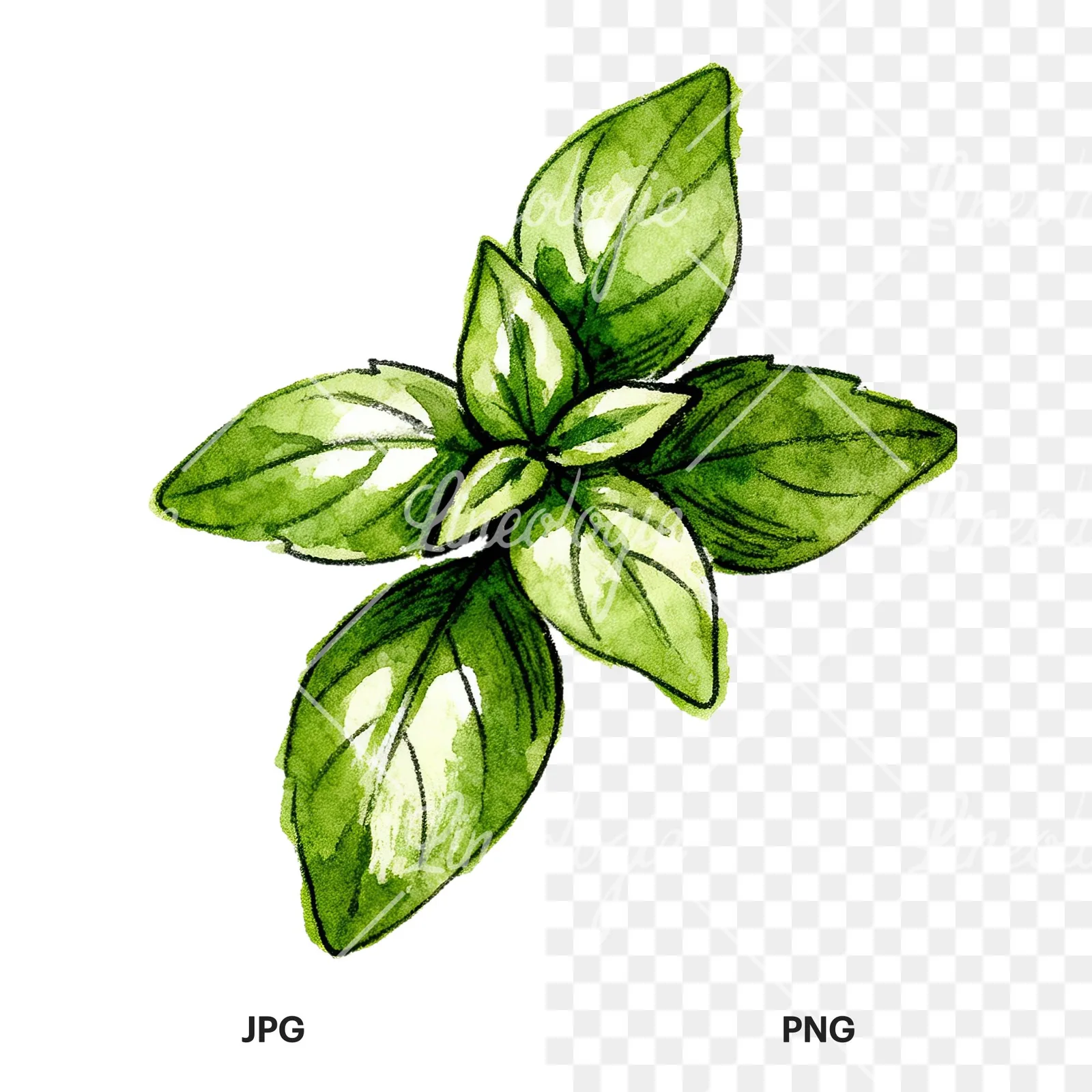 Watercolor basil leaf clipart 3 of 9, as a JPG on white and a transparent PNG