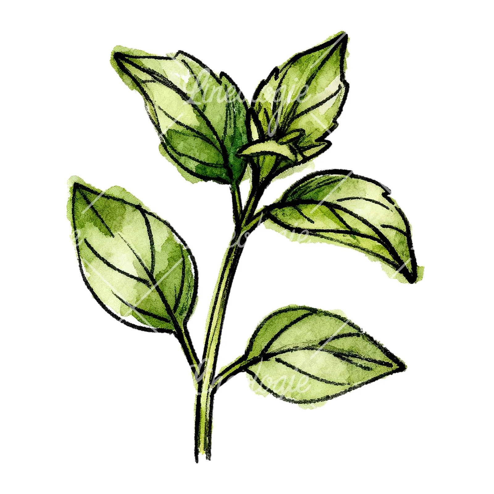 Watercolor basil leaf clipart 4 of 9 on a white background (JPG)