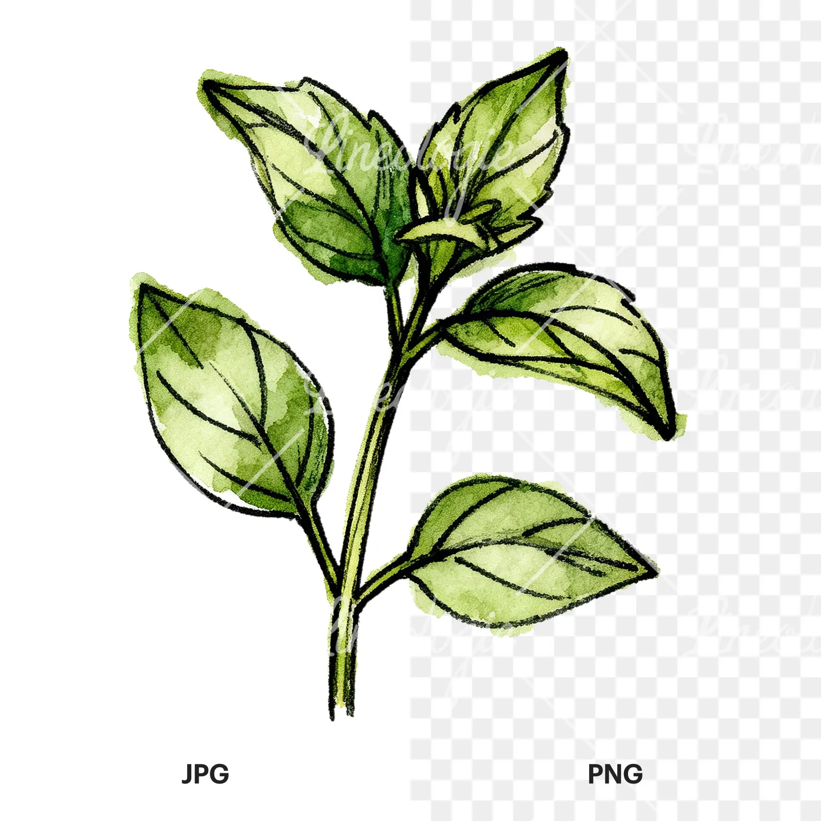 Watercolor basil leaf clipart 4 of 9, as a JPG on white and a transparent PNG